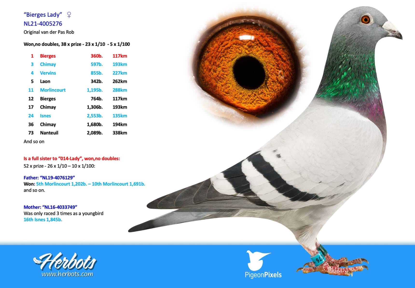 pigeon: undefined