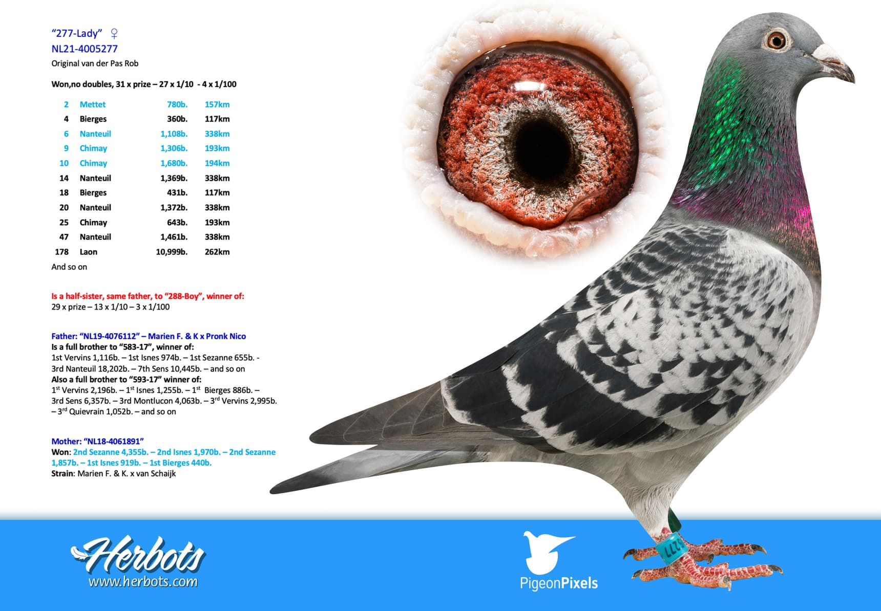 pigeon: undefined