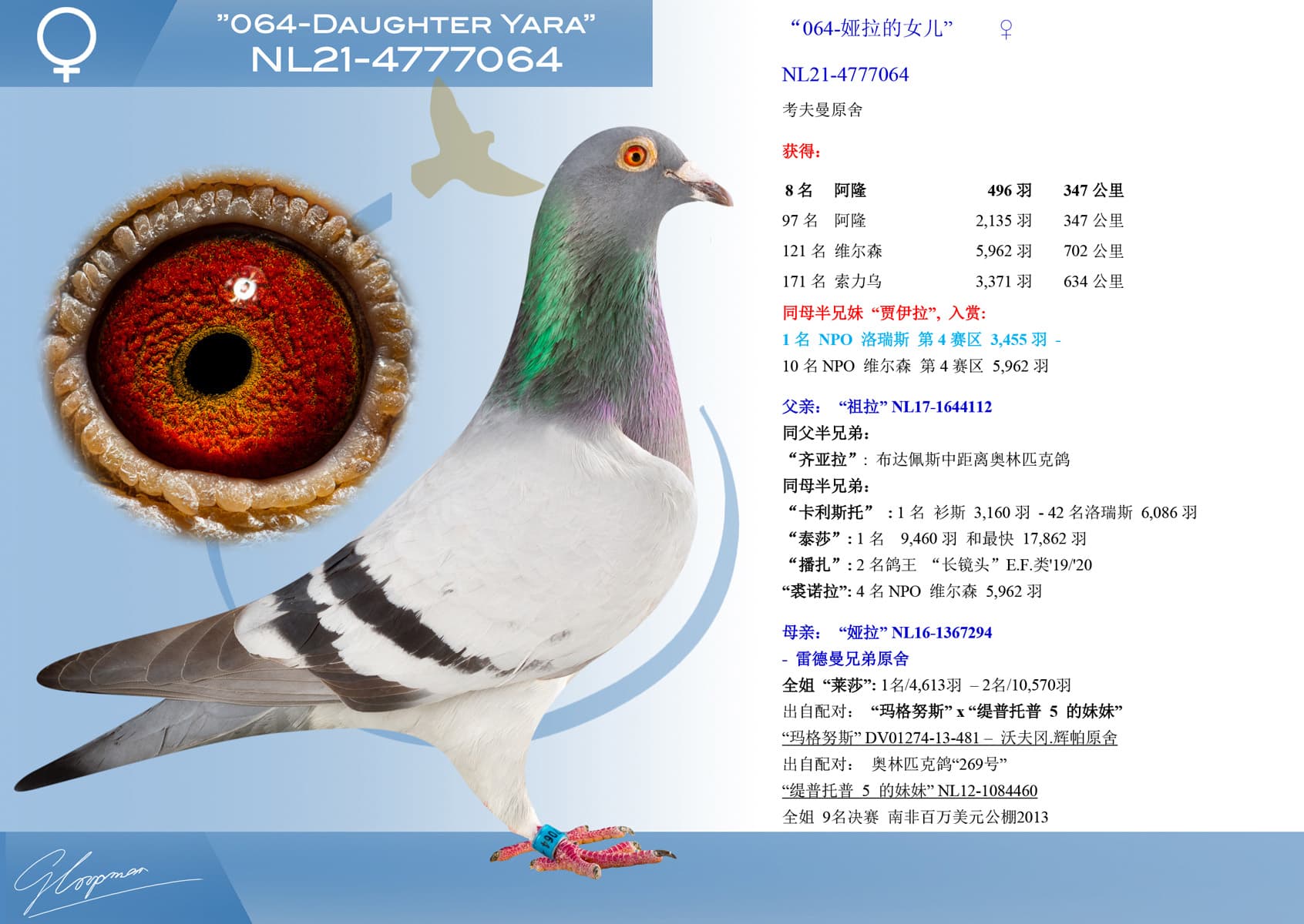 pigeon: undefined