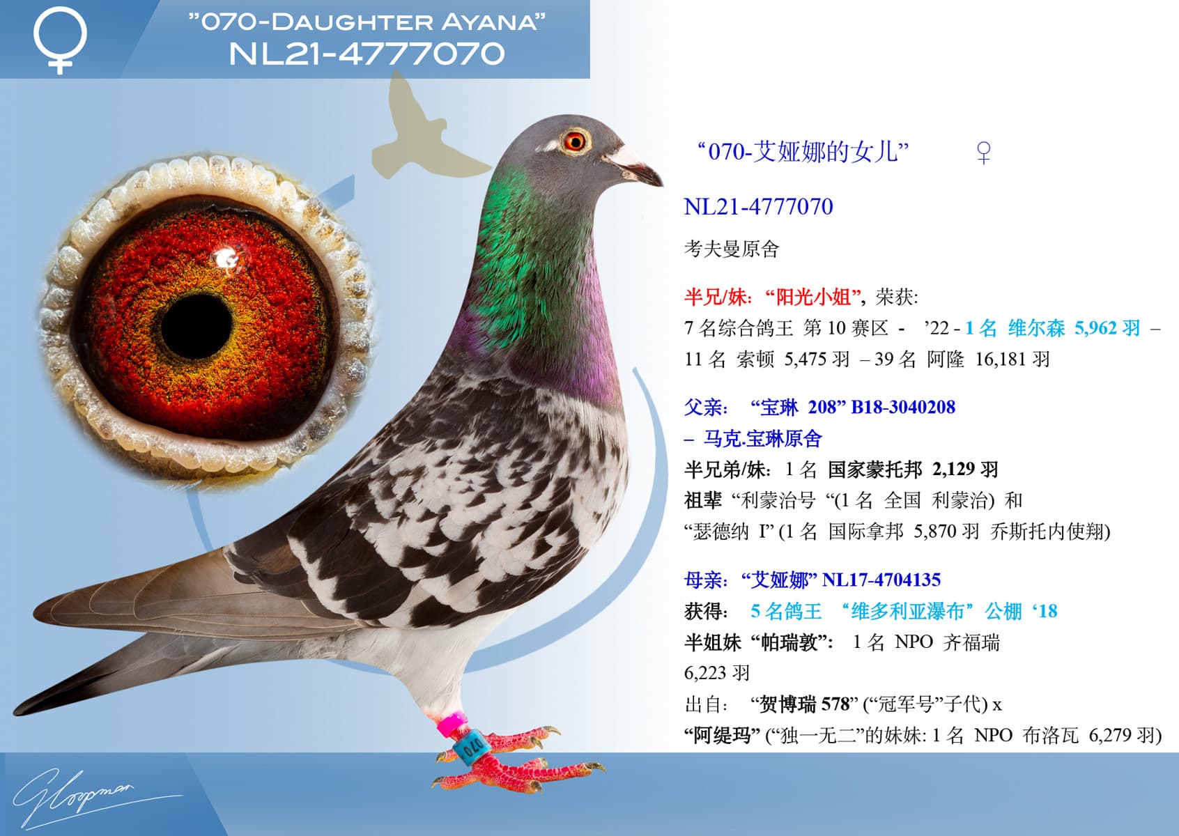 pigeon: undefined
