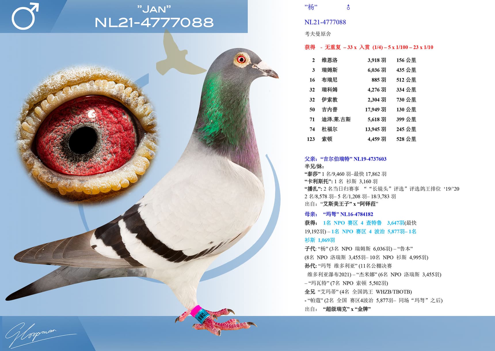 pigeon: undefined