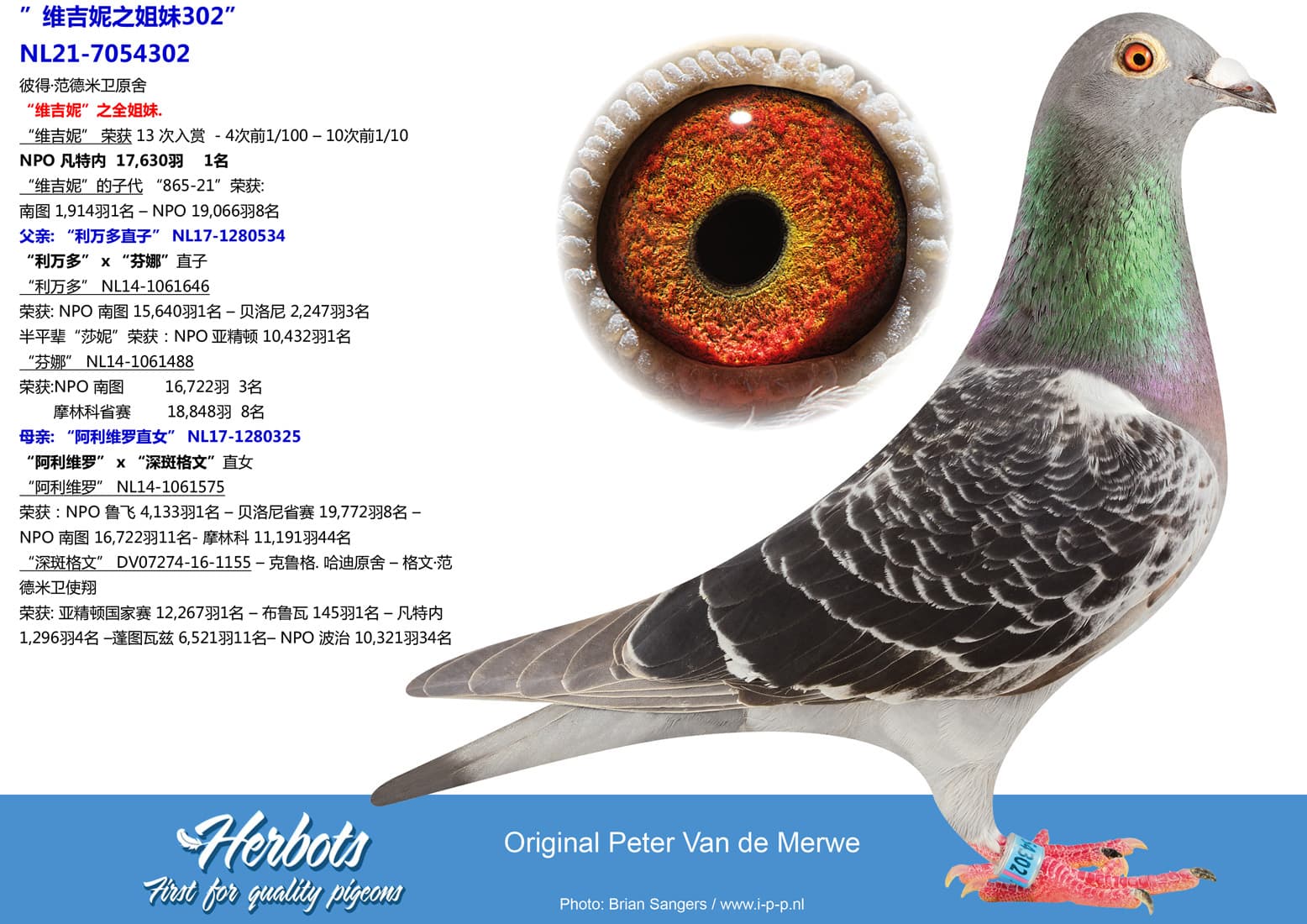 pigeon: undefined