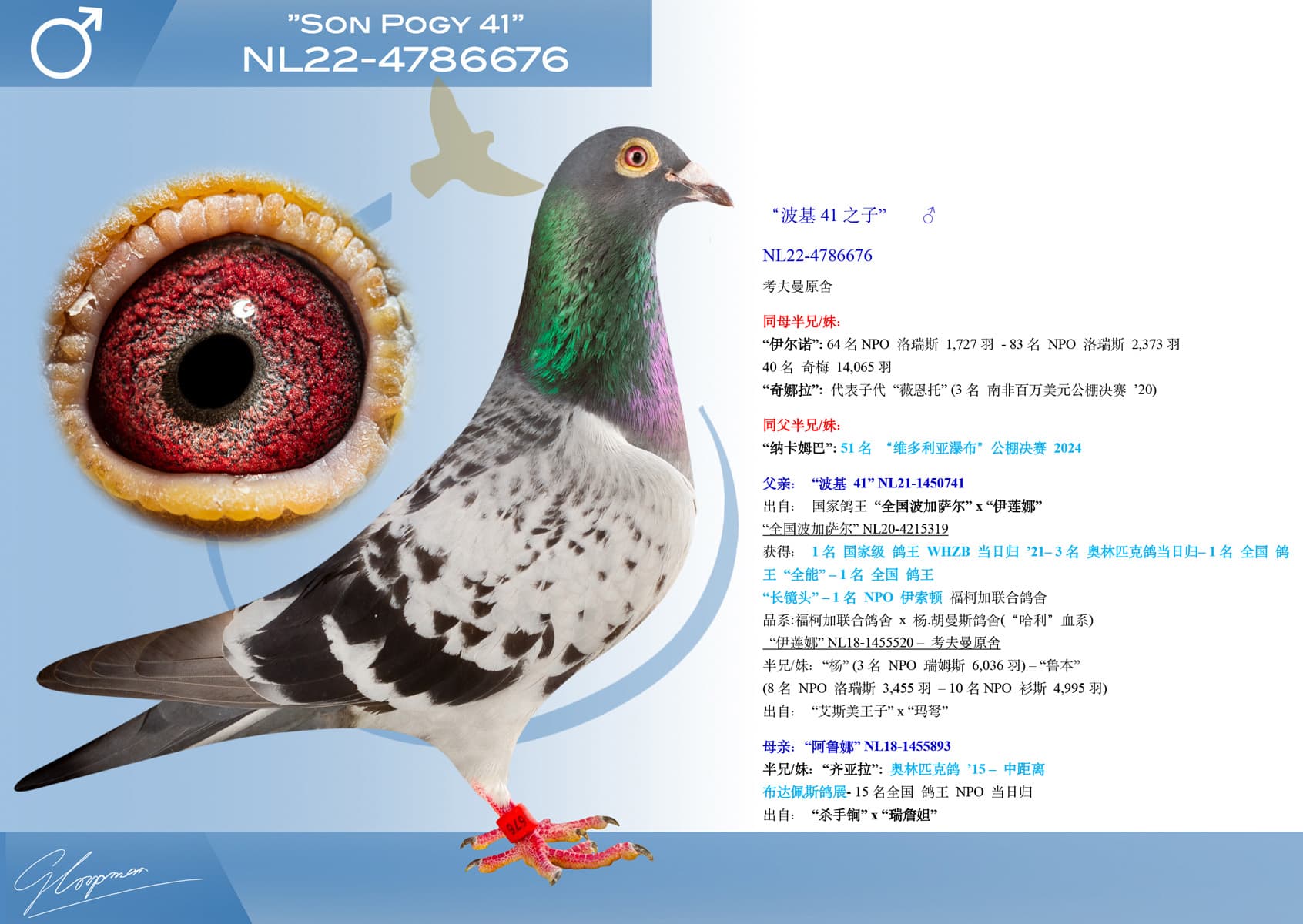 pigeon: undefined