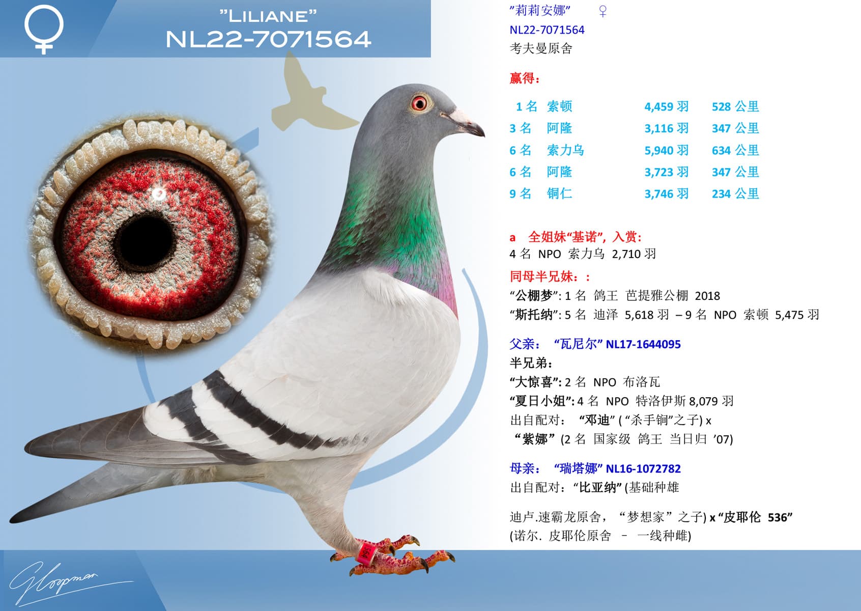 pigeon: undefined