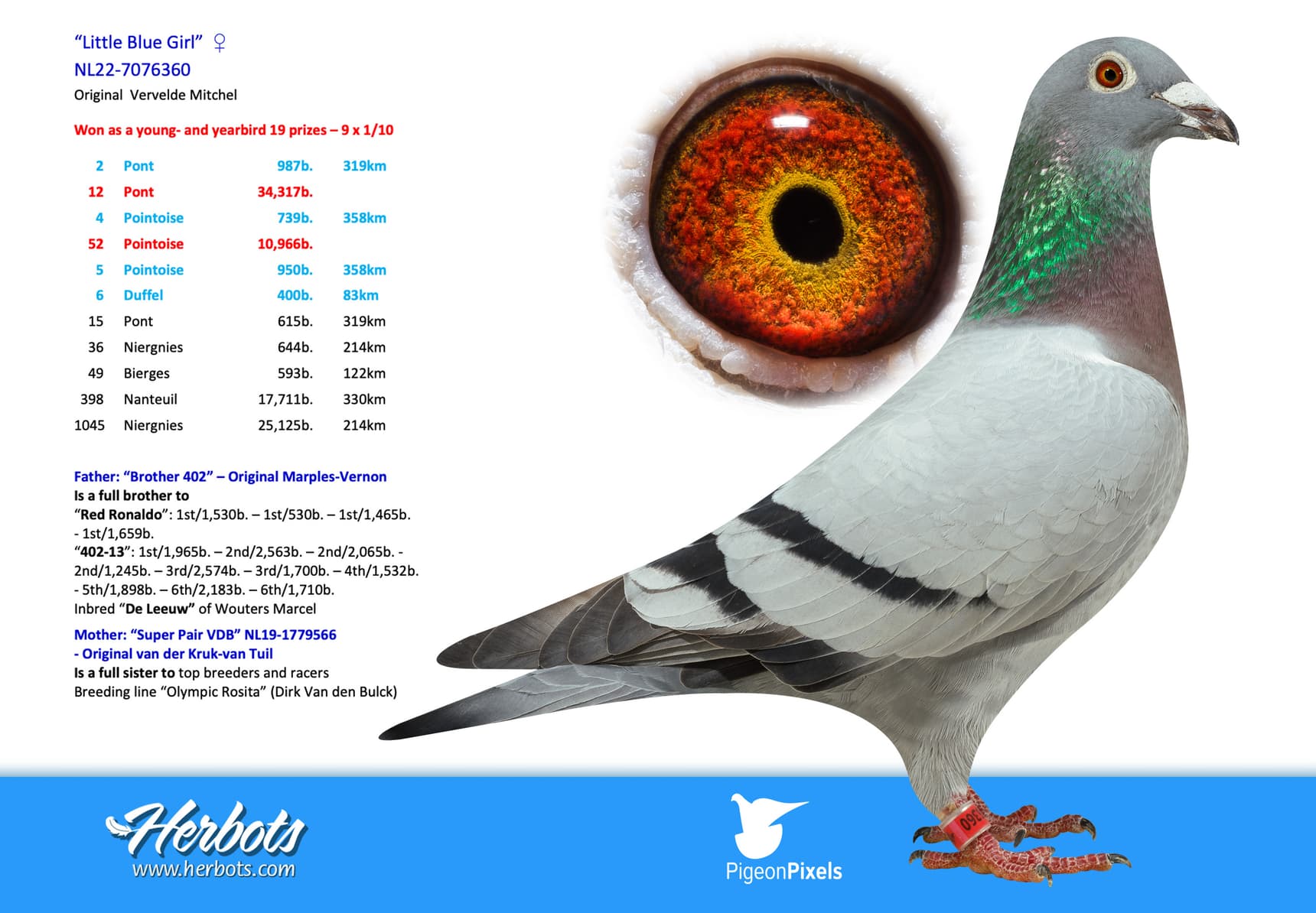 pigeon: undefined