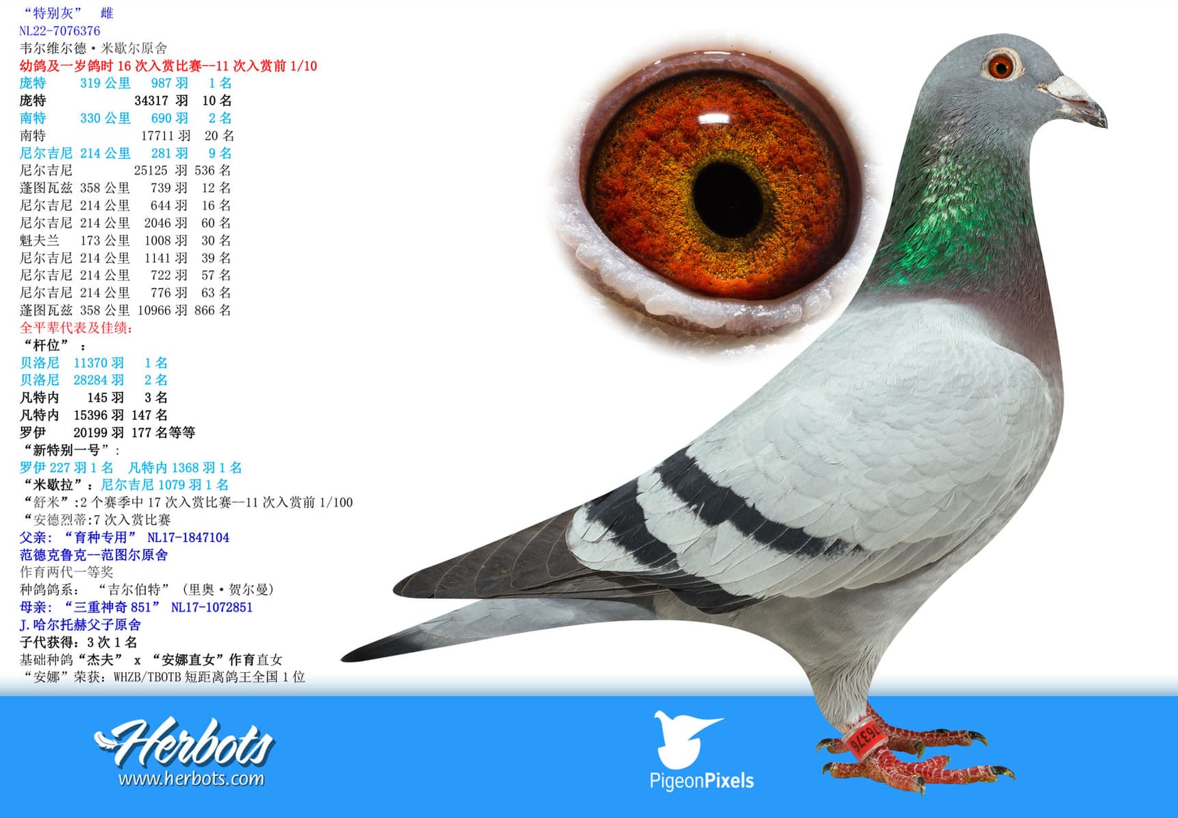 pigeon: undefined