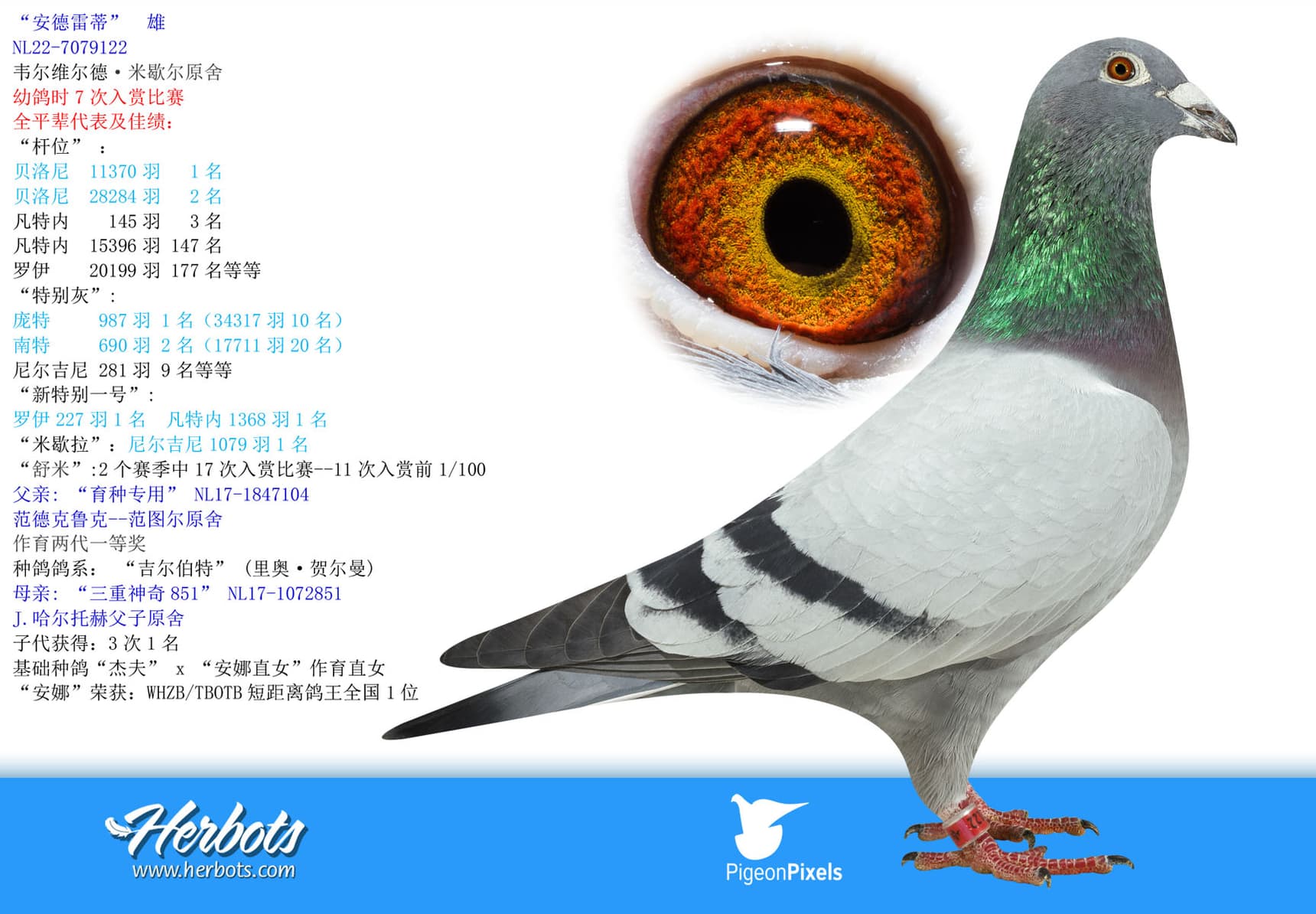 pigeon: undefined