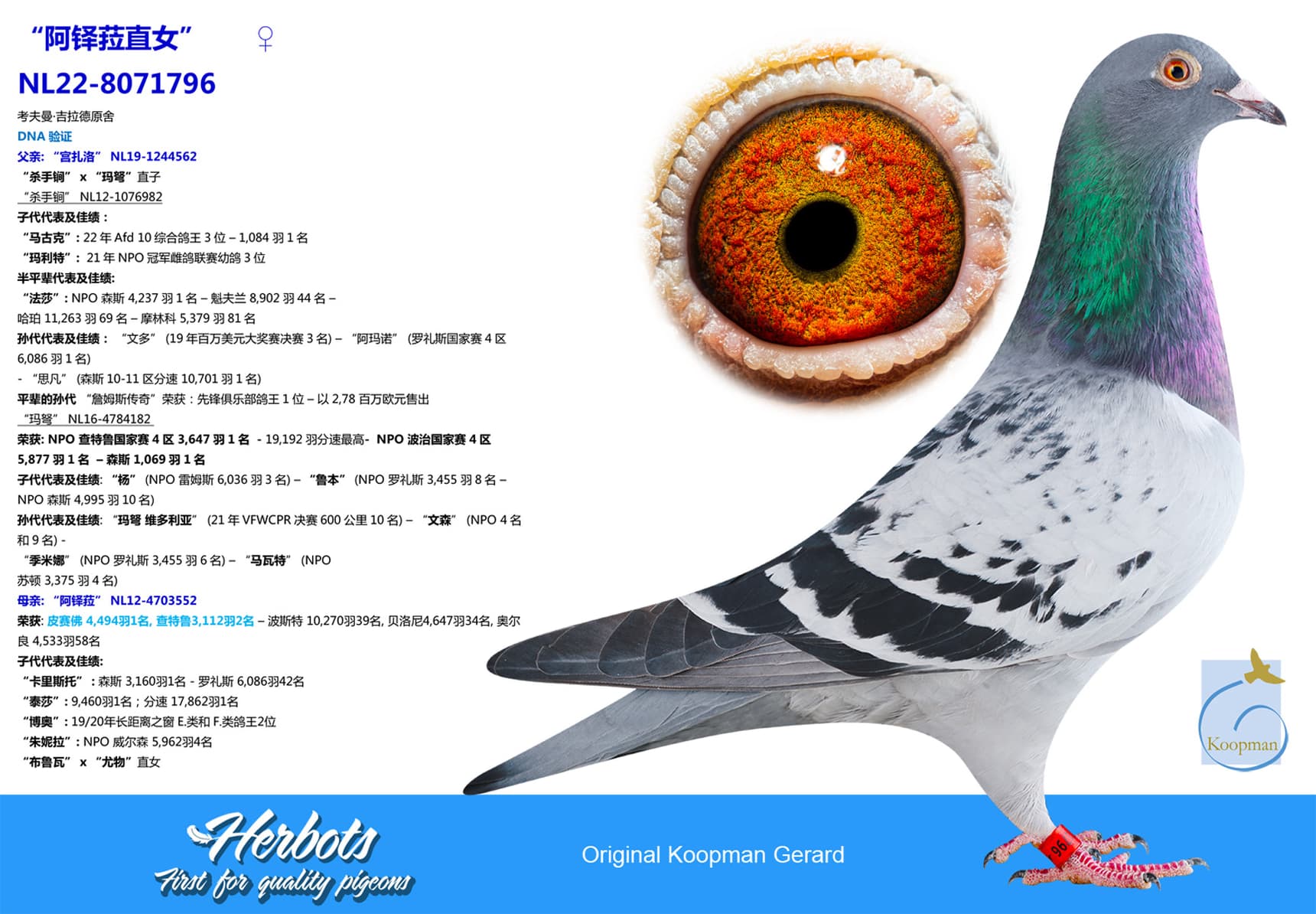 pigeon: undefined