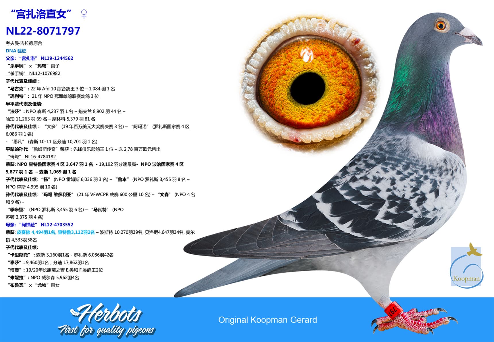 pigeon: undefined