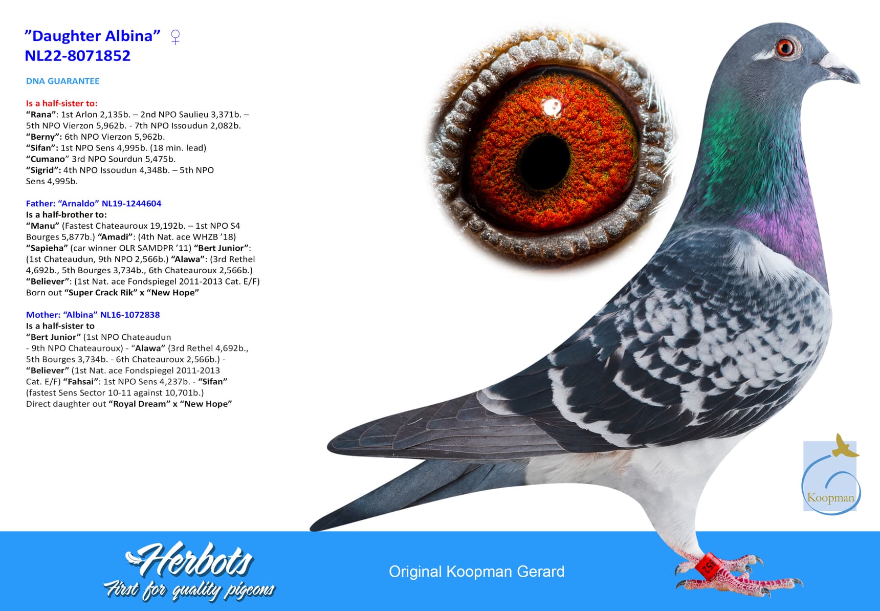 pigeon: undefined