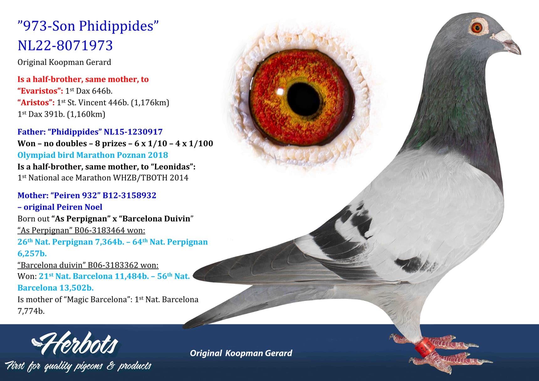 pigeon: undefined