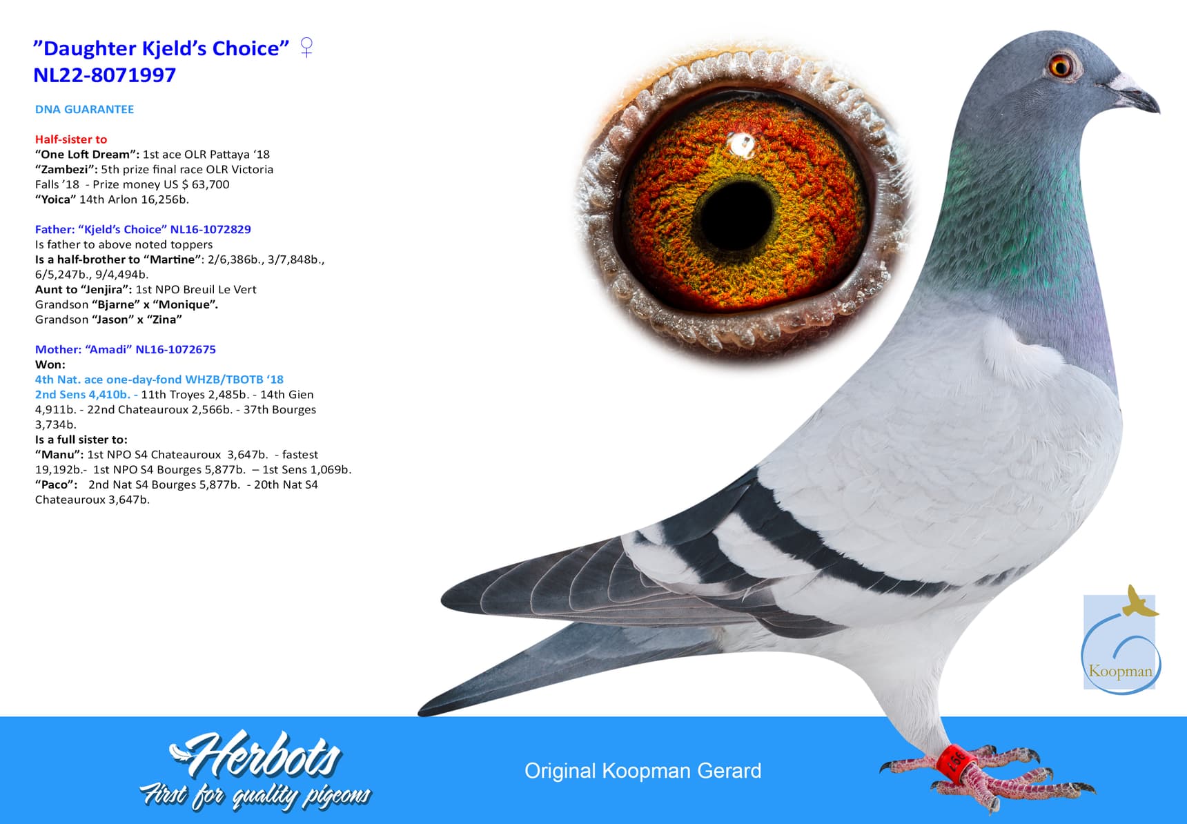 pigeon: undefined