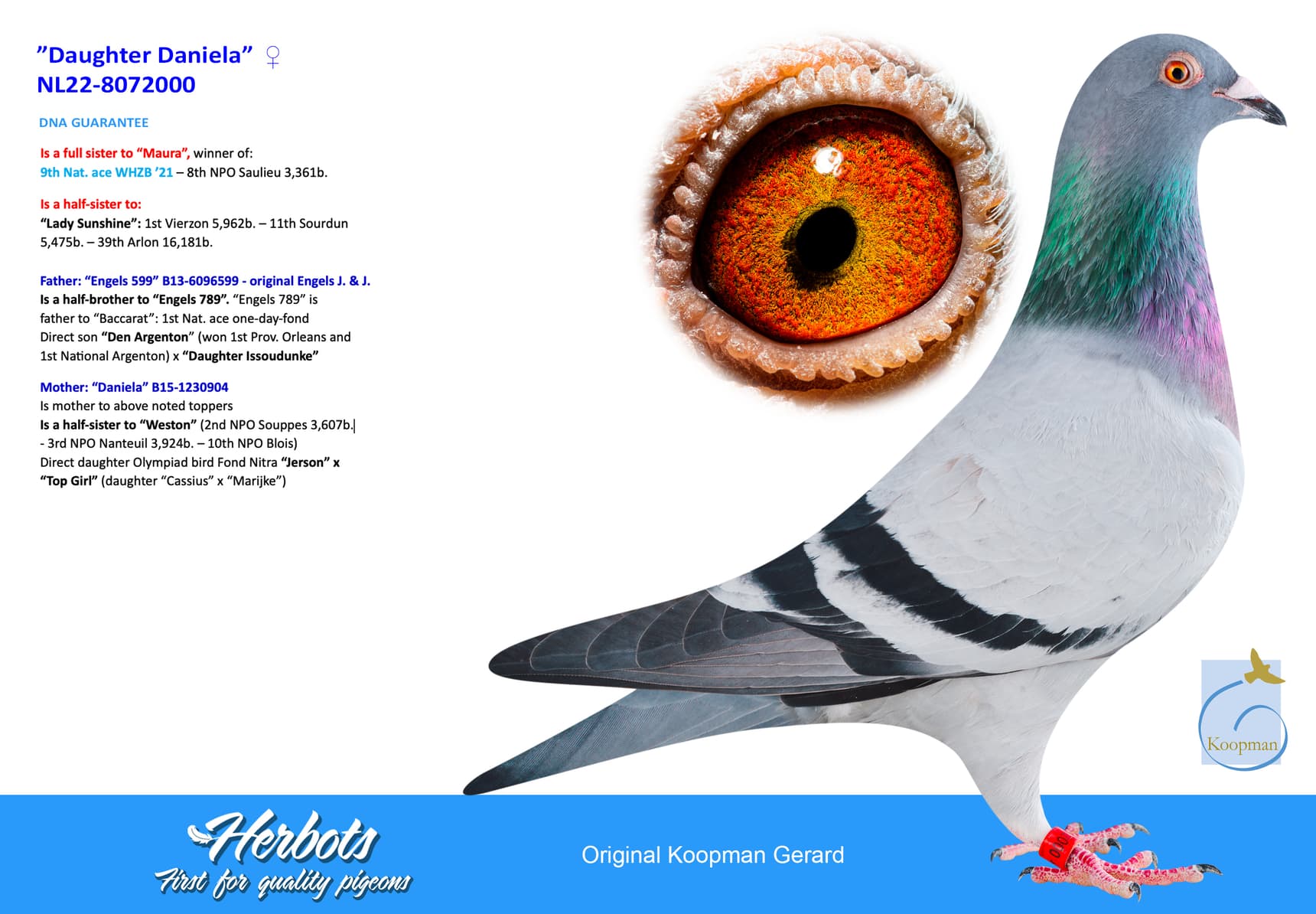 pigeon: undefined