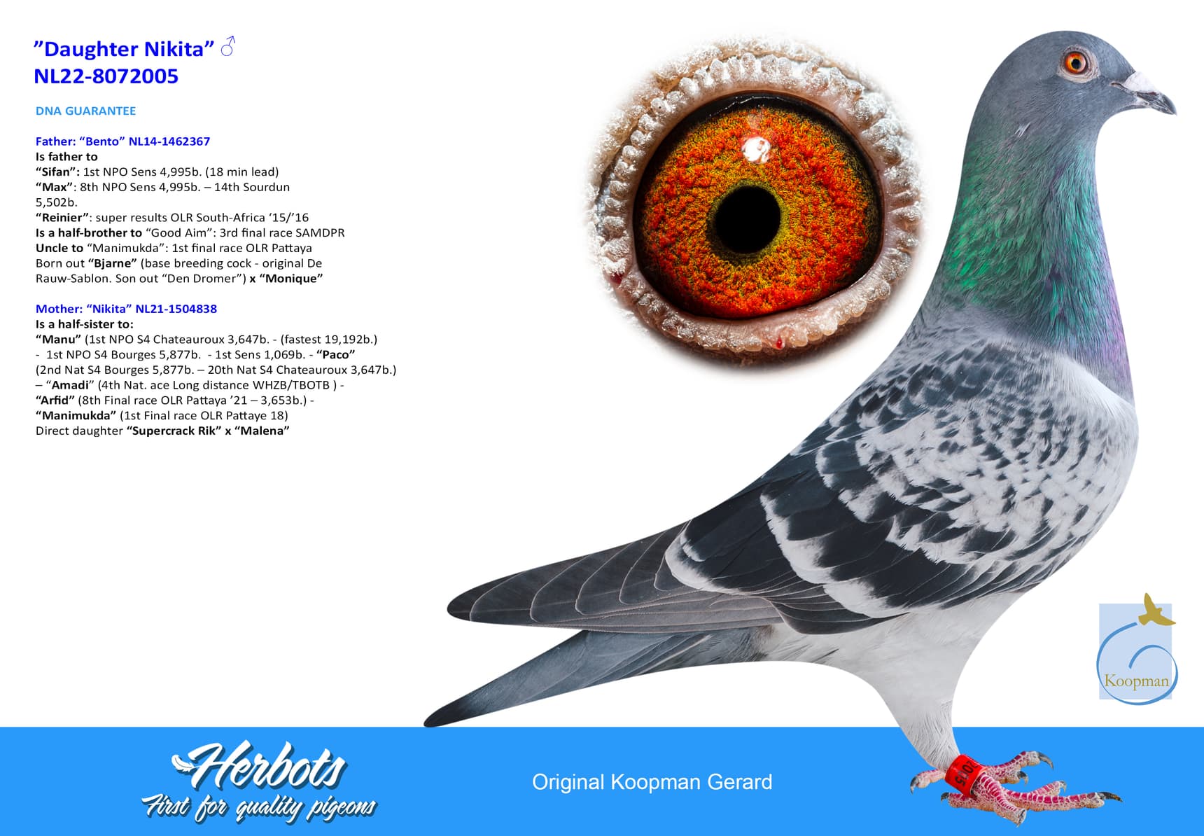 pigeon: undefined