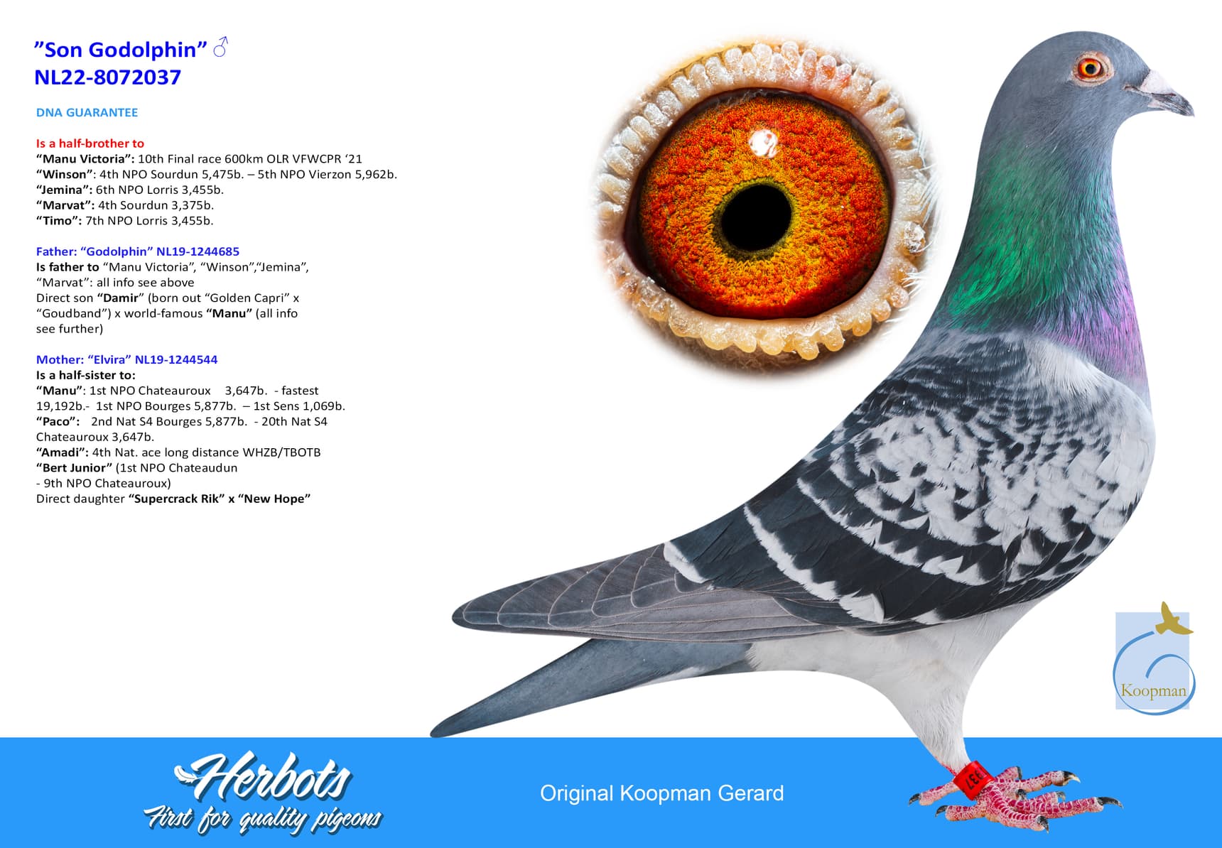 pigeon: undefined