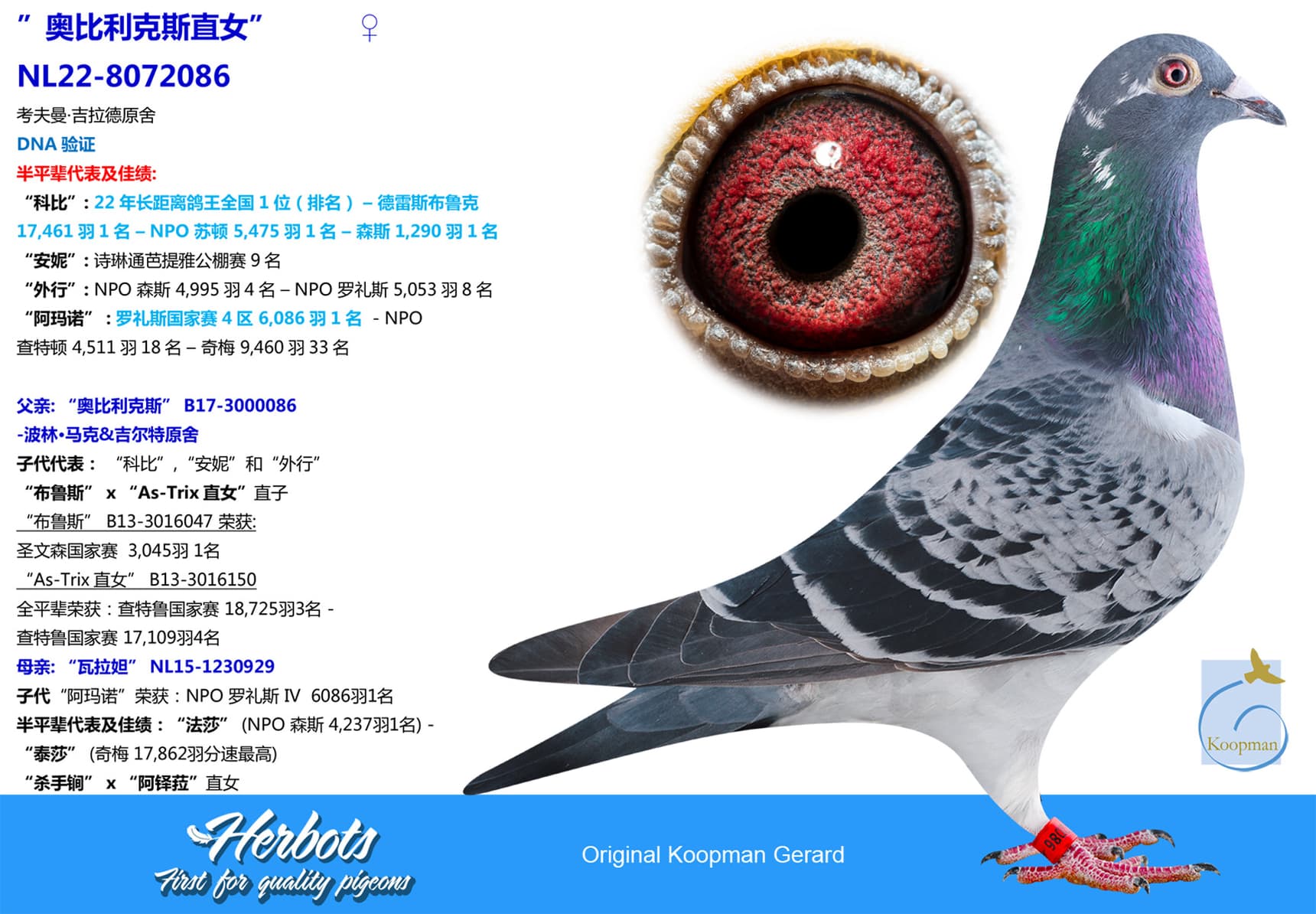 pigeon: undefined