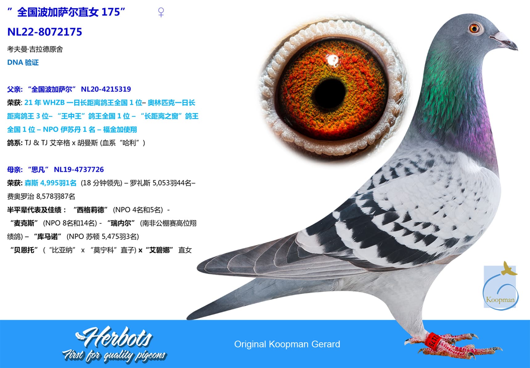 pigeon: undefined