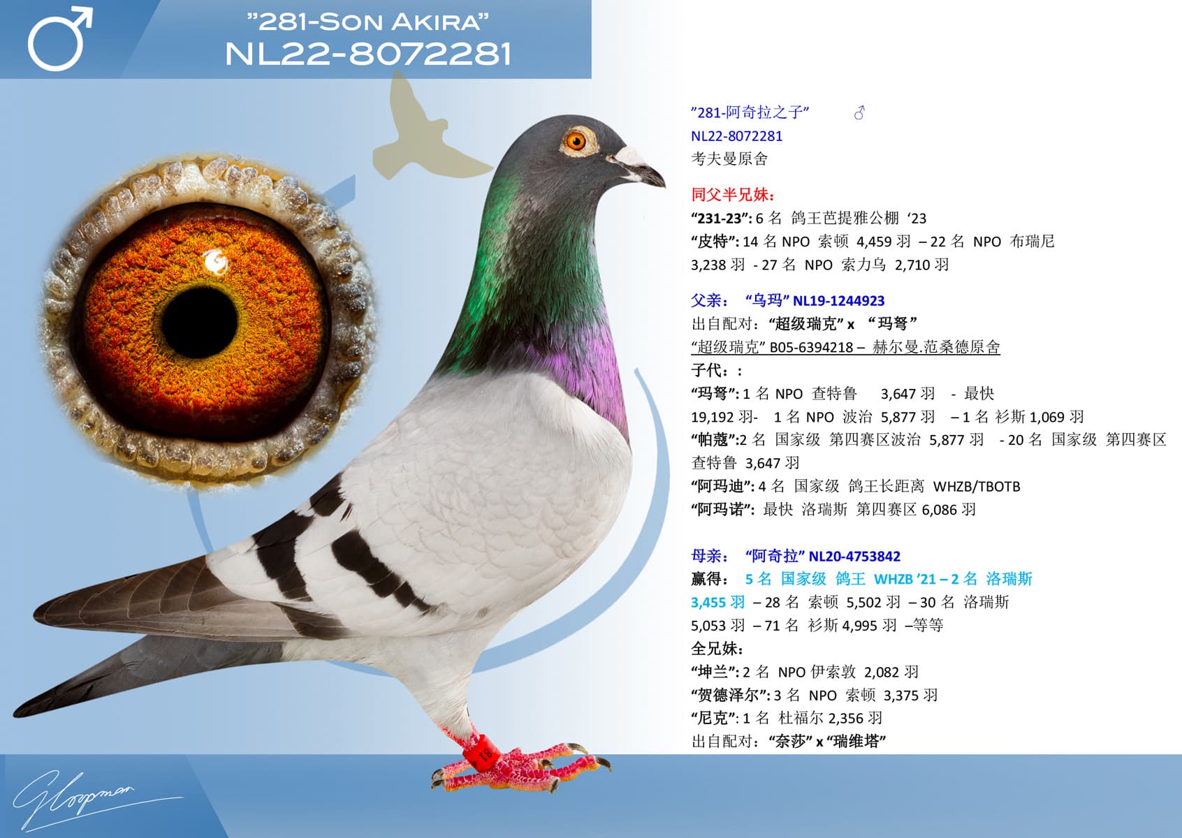 pigeon: undefined