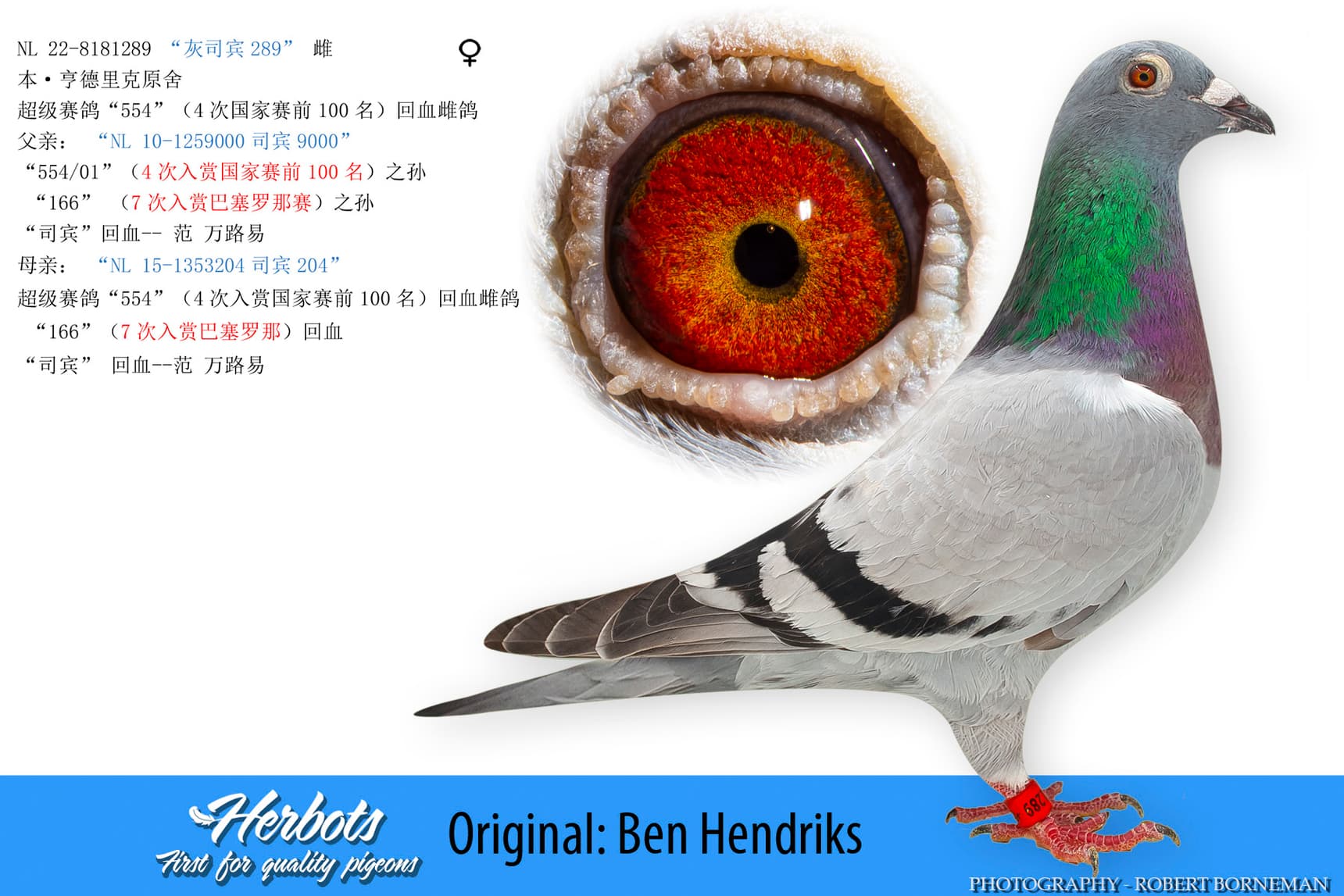 pigeon: undefined