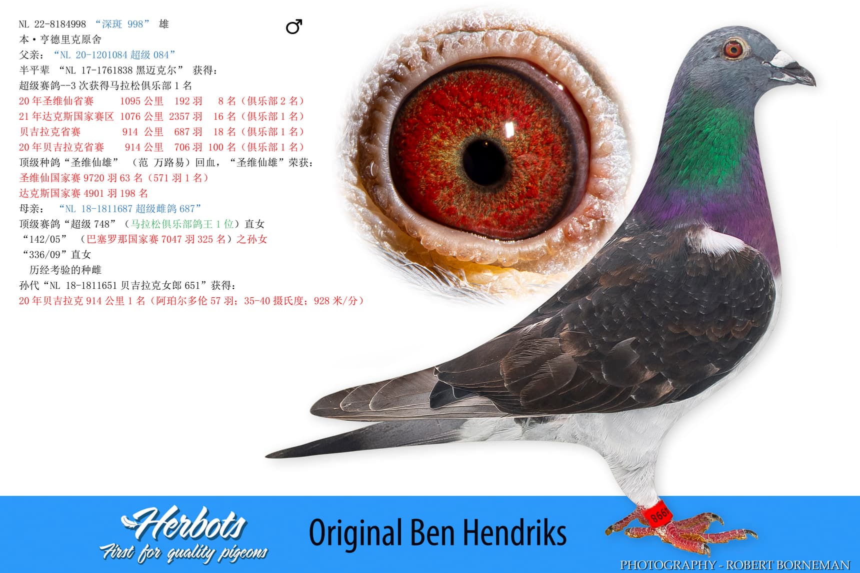 pigeon: undefined