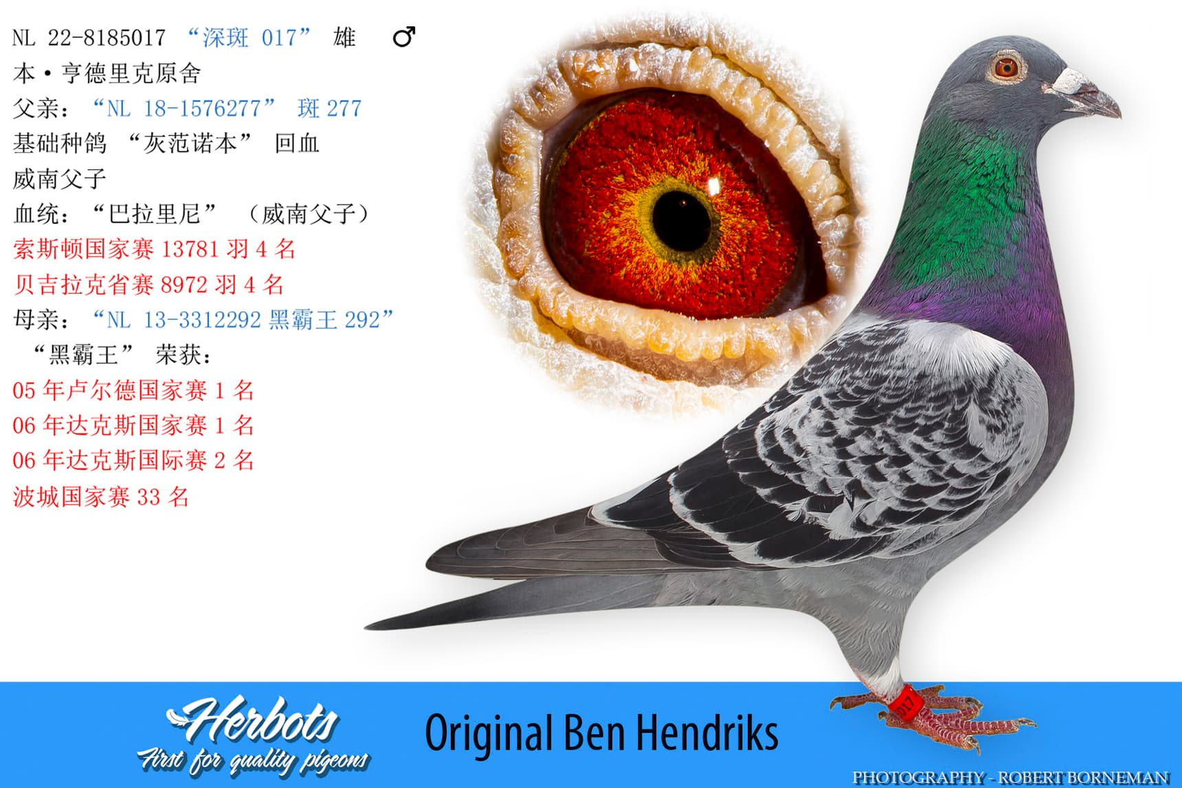 pigeon: undefined