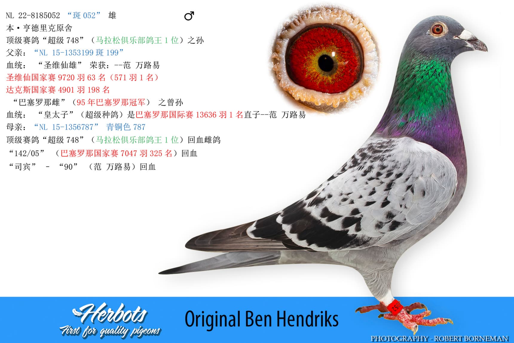 pigeon: undefined