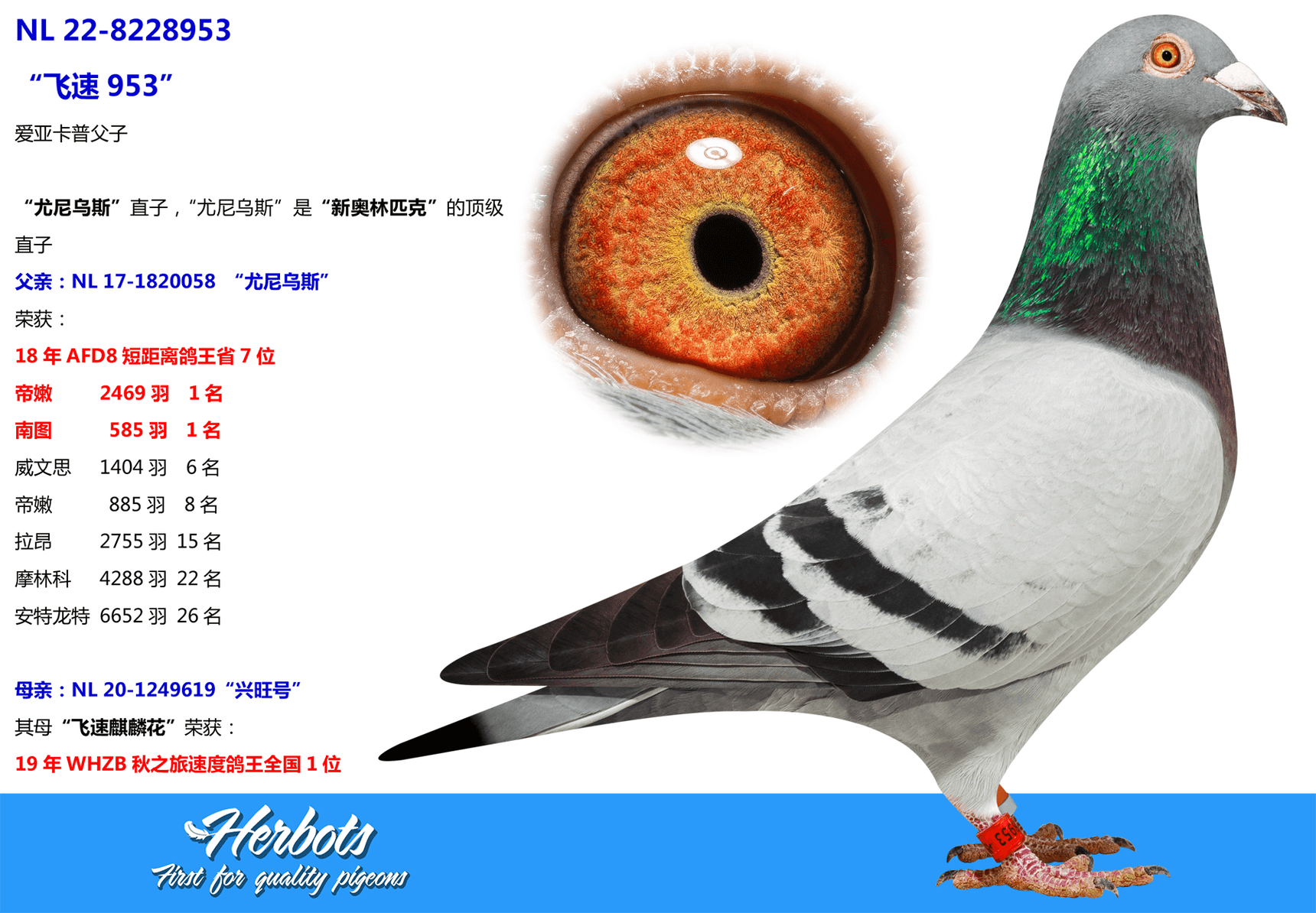 pigeon: undefined