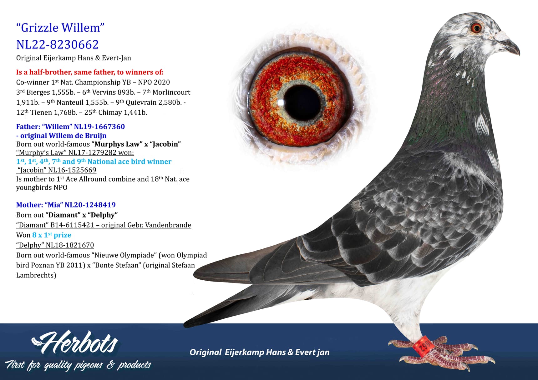 pigeon: undefined