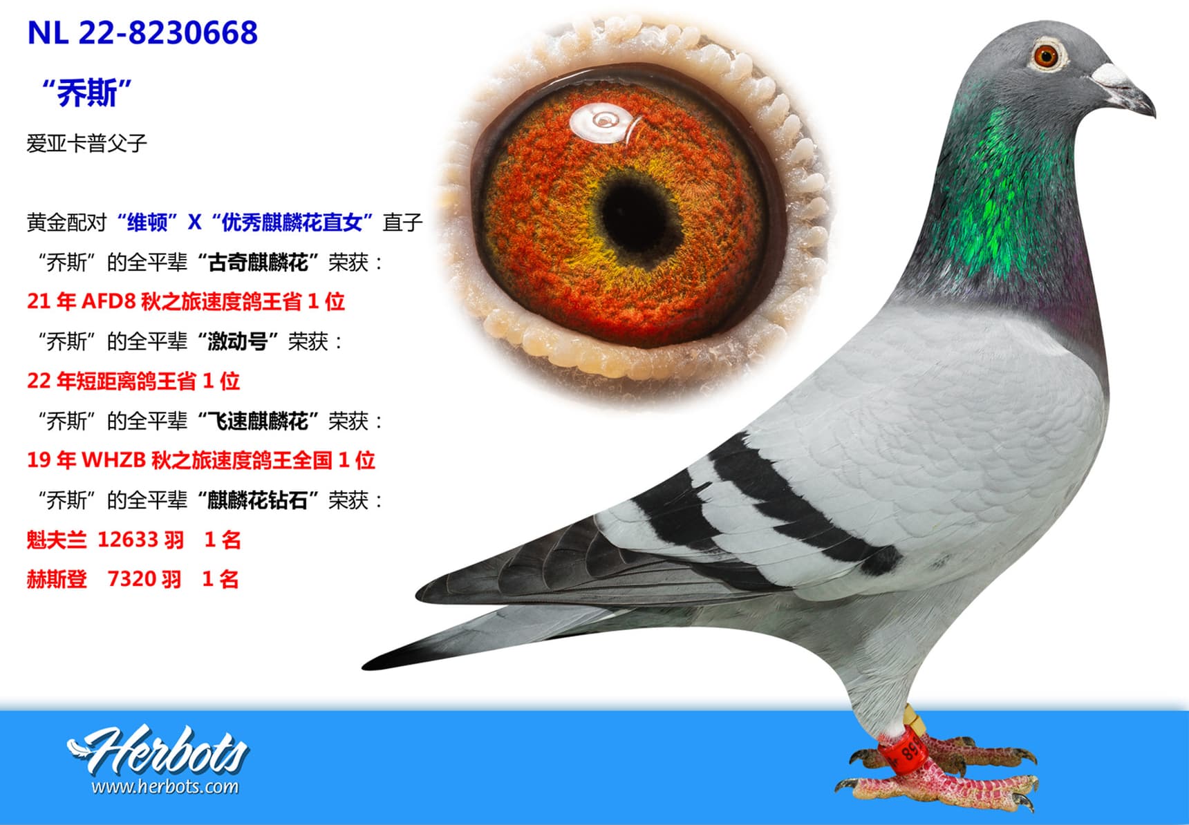 pigeon: undefined