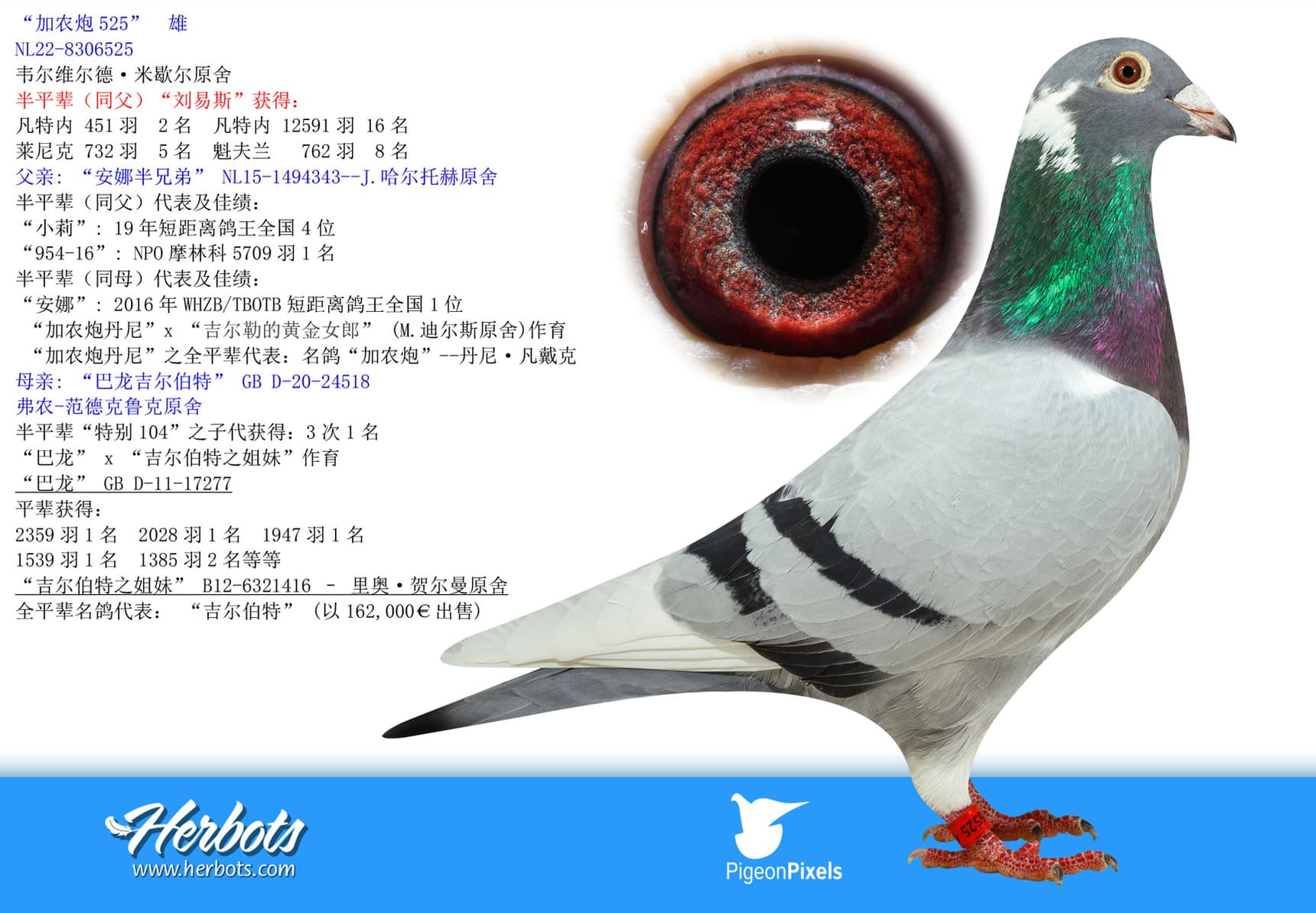 pigeon: undefined