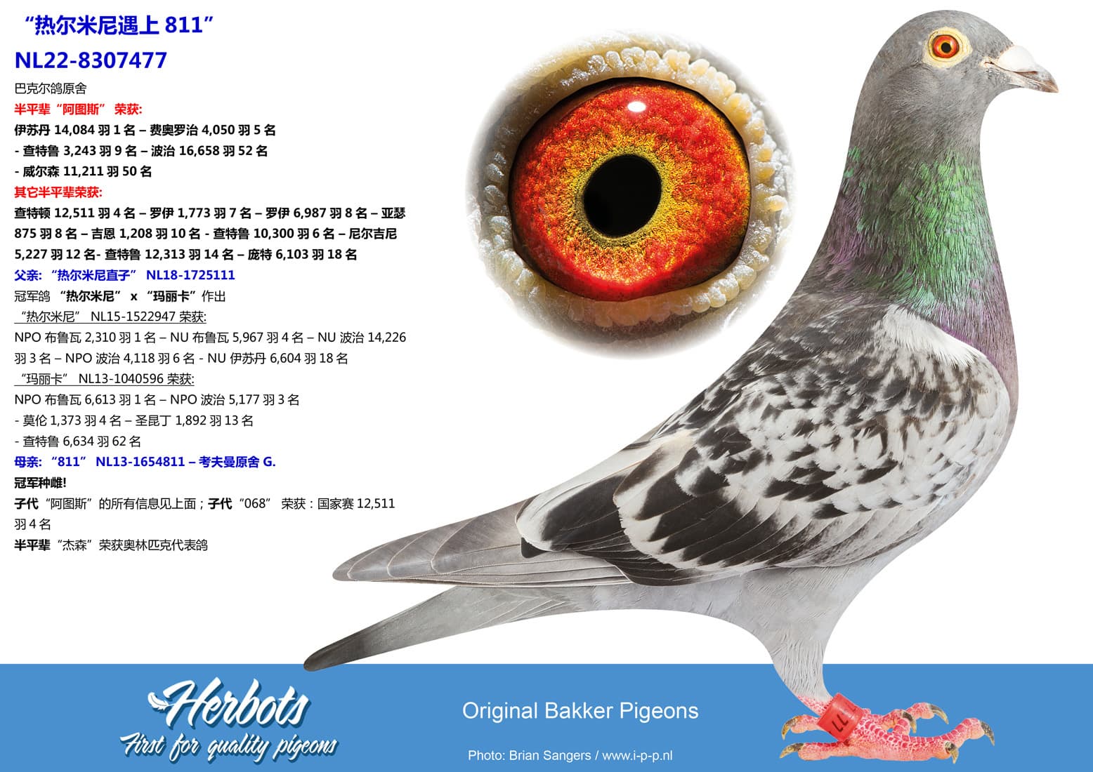 pigeon: undefined