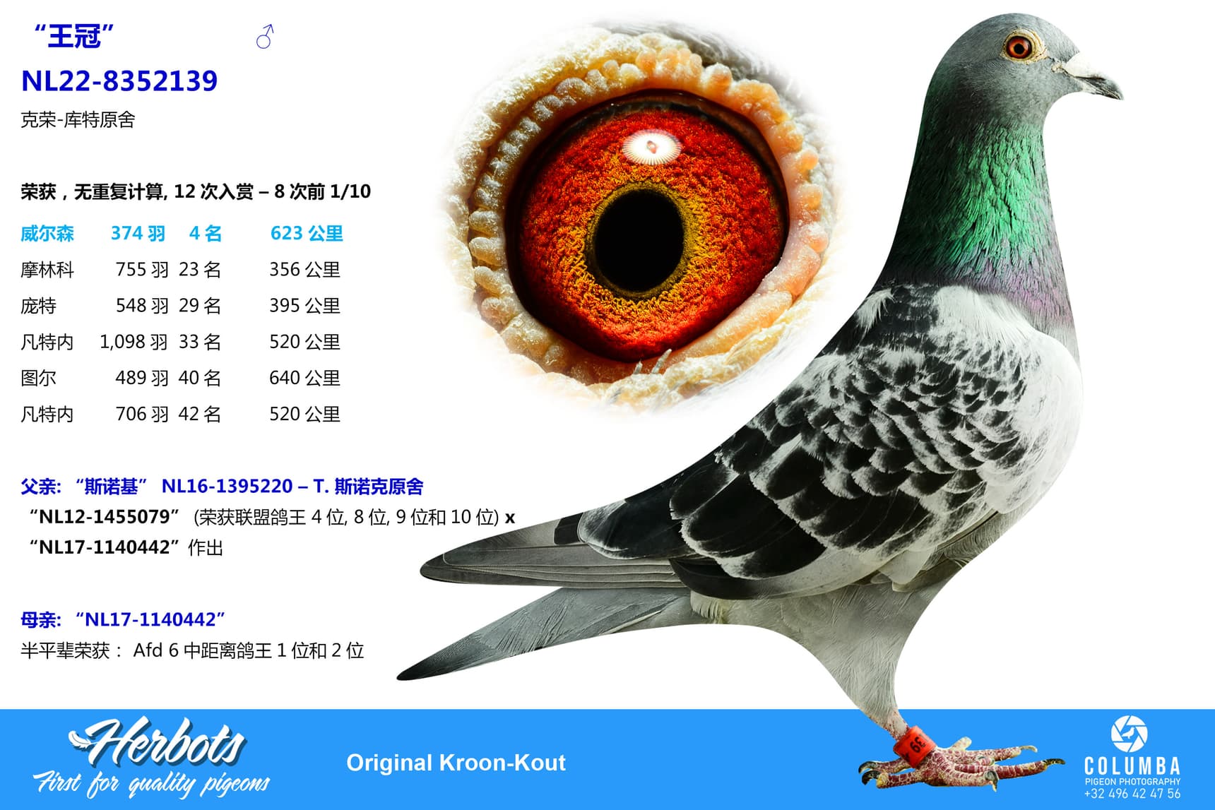 pigeon: undefined