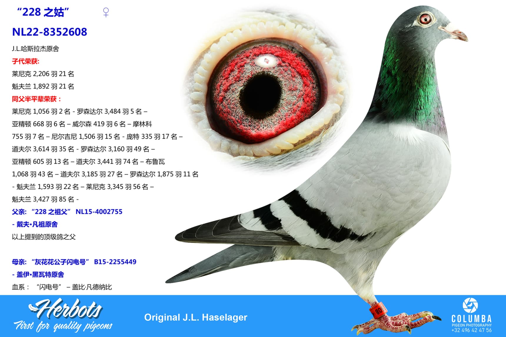 pigeon: undefined