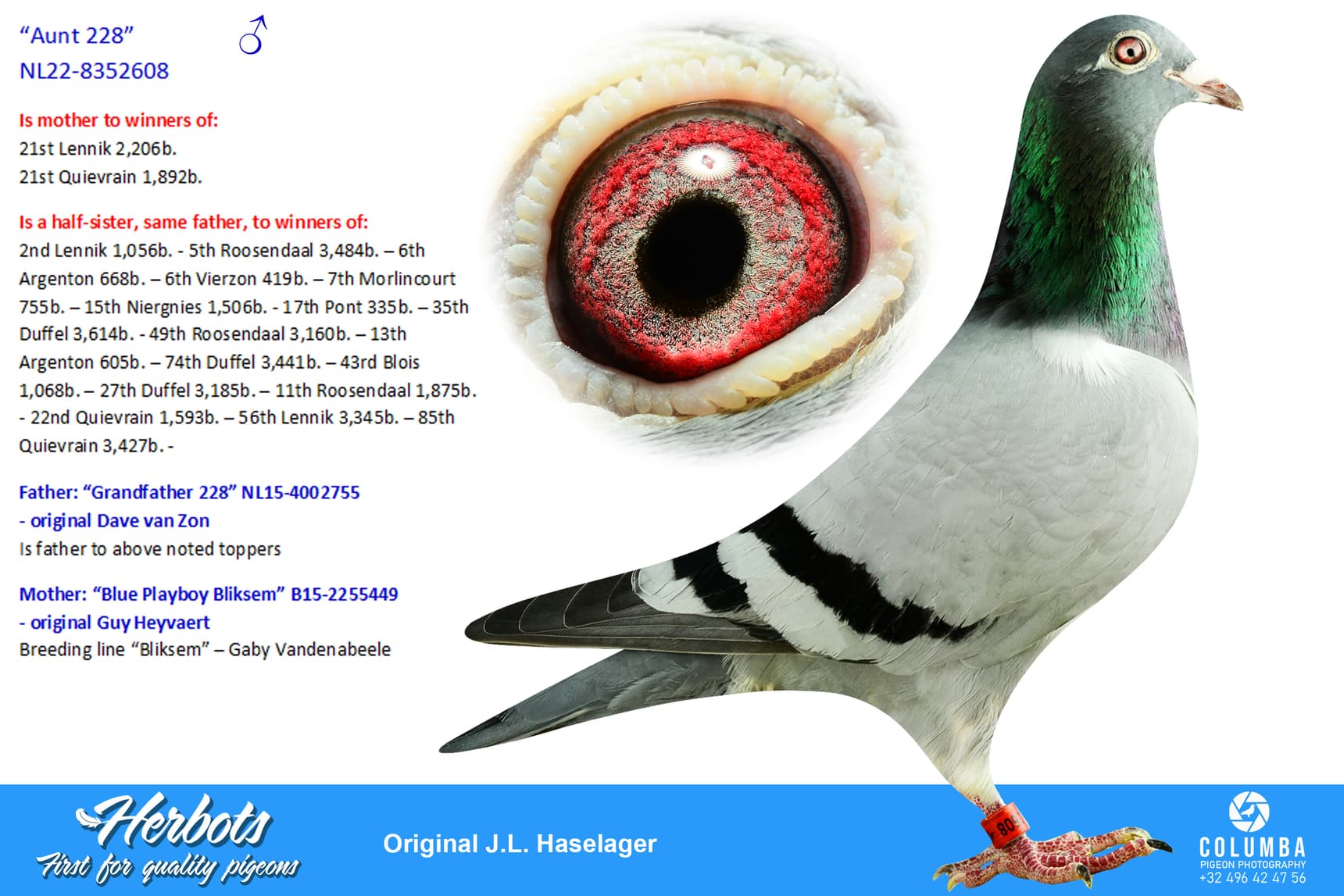 pigeon: undefined