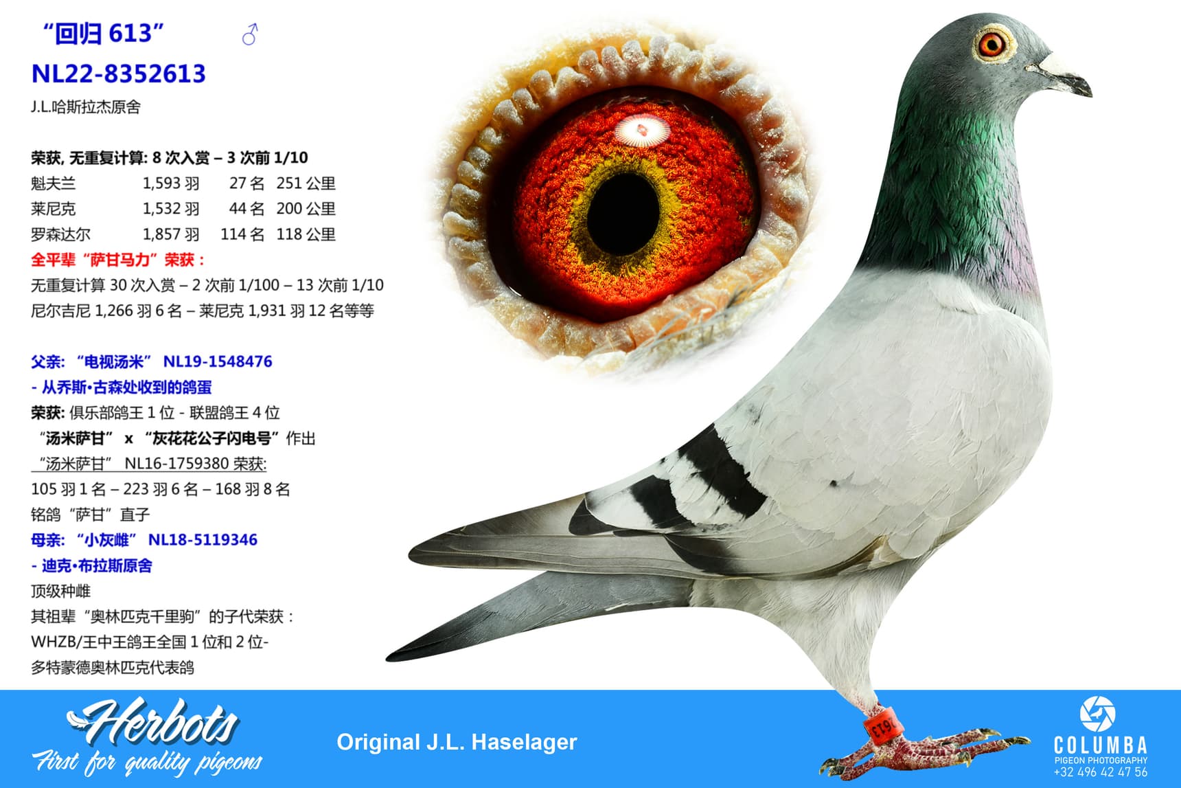 pigeon: undefined