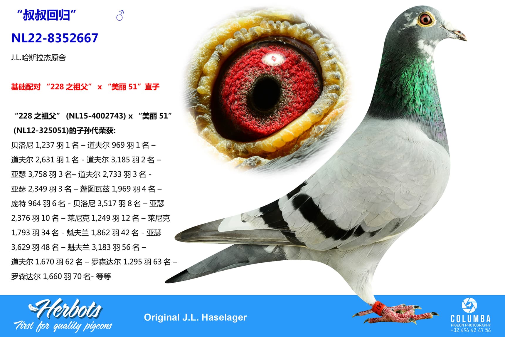 pigeon: undefined