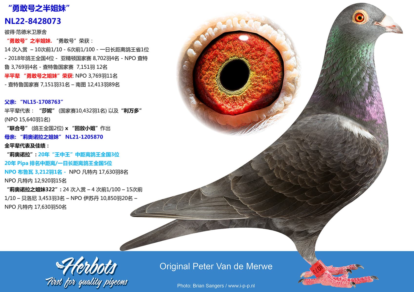 pigeon: undefined