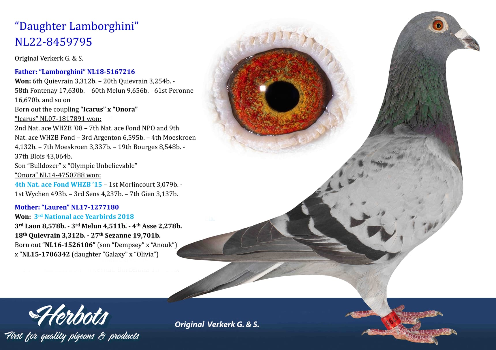 pigeon: undefined