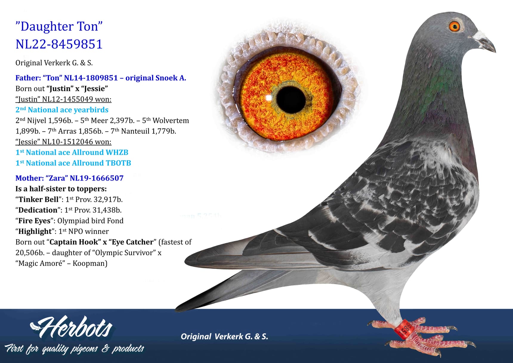 pigeon: undefined