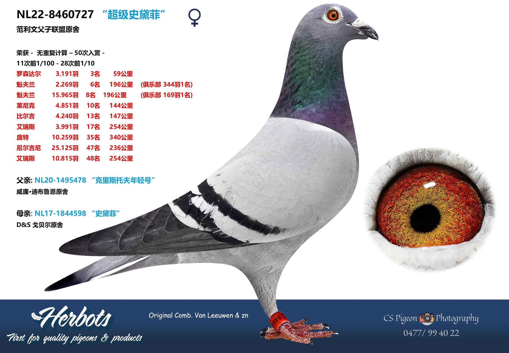 pigeon: undefined