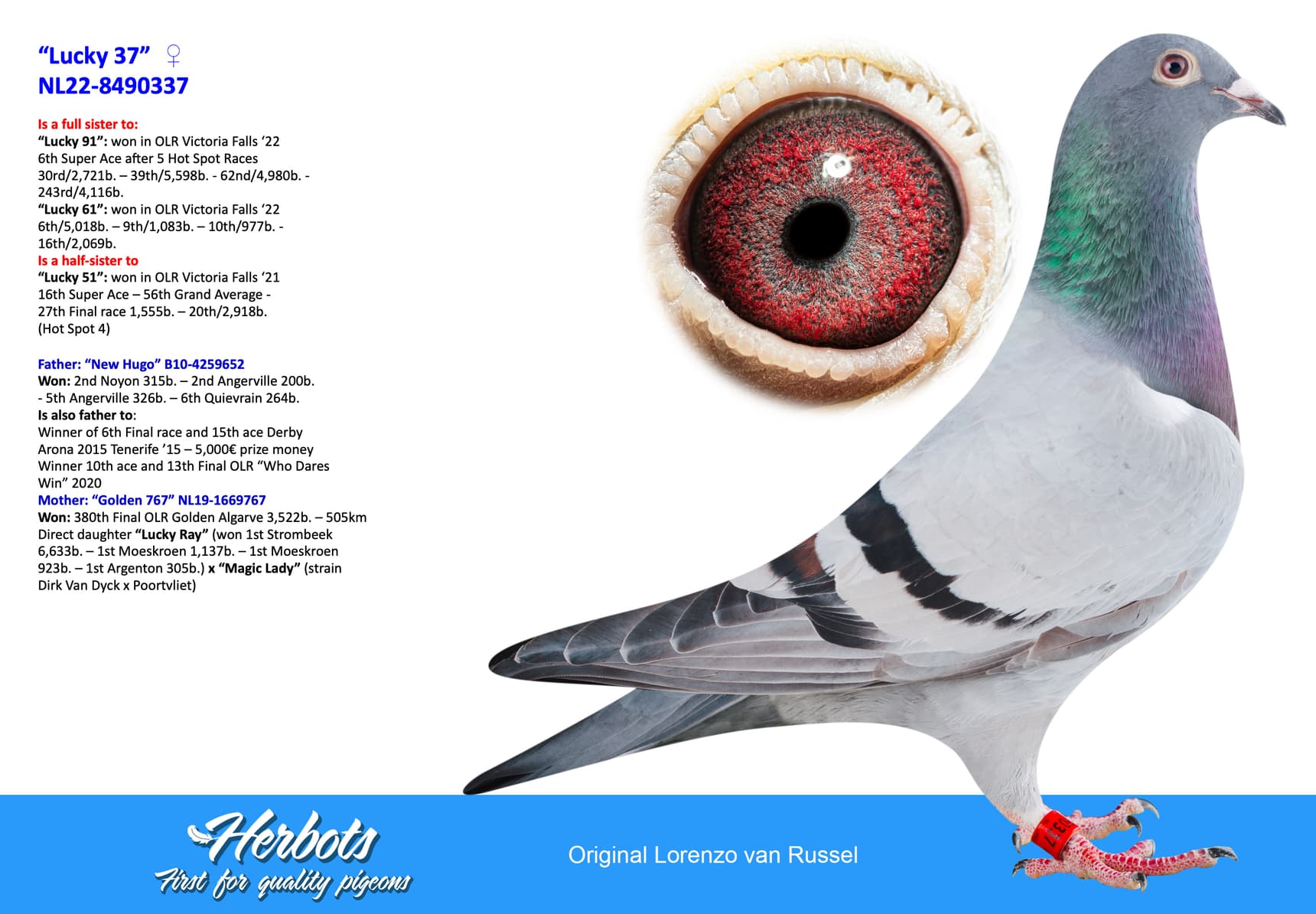 pigeon: undefined