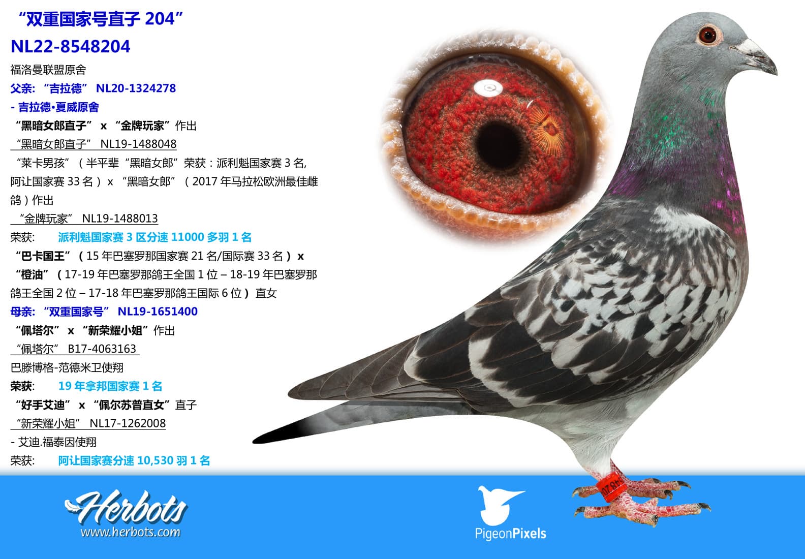 pigeon: undefined