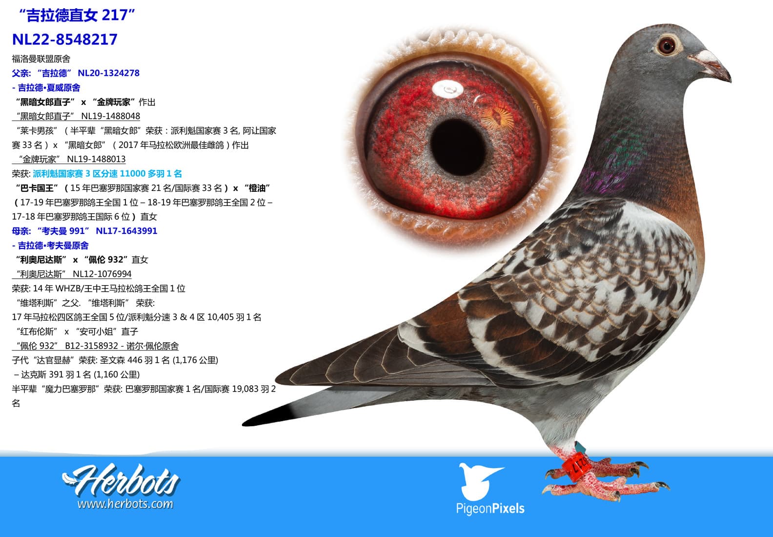 pigeon: undefined