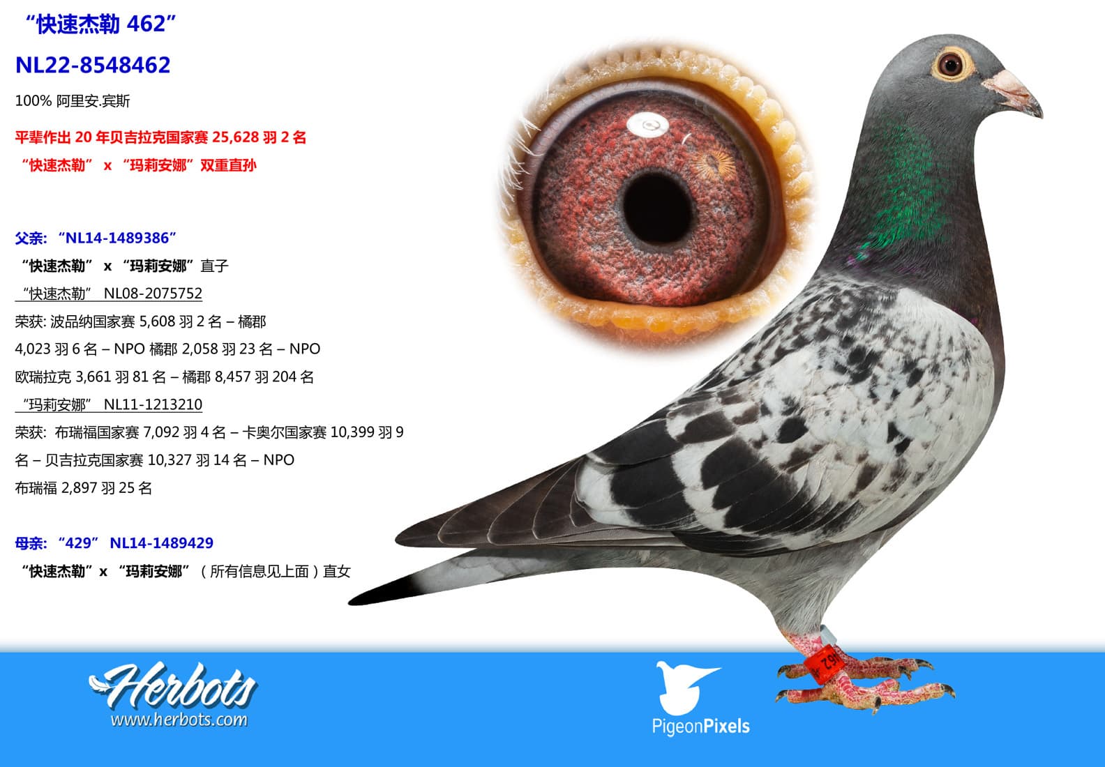 pigeon: undefined