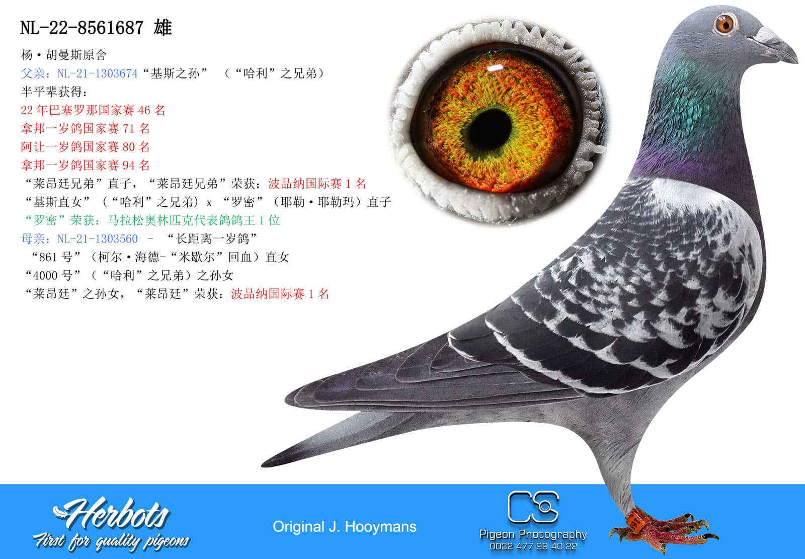 pigeon: undefined