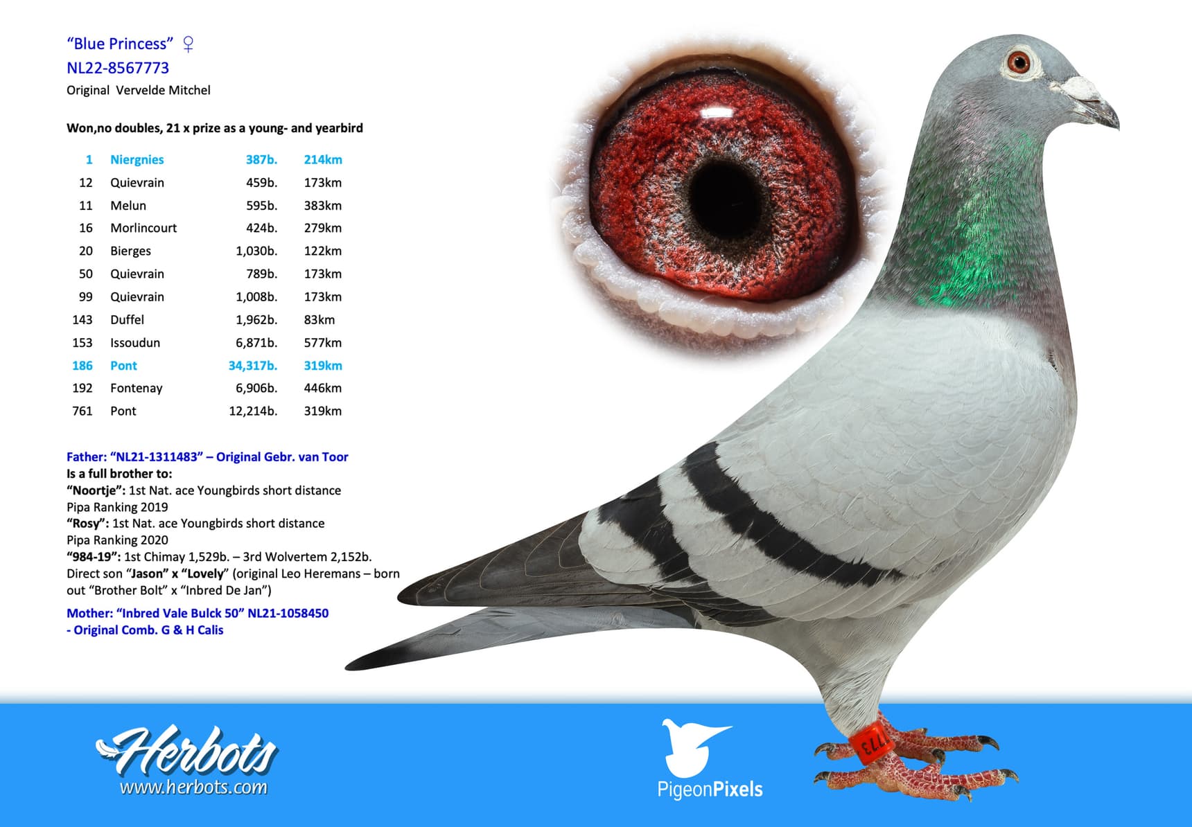pigeon: undefined