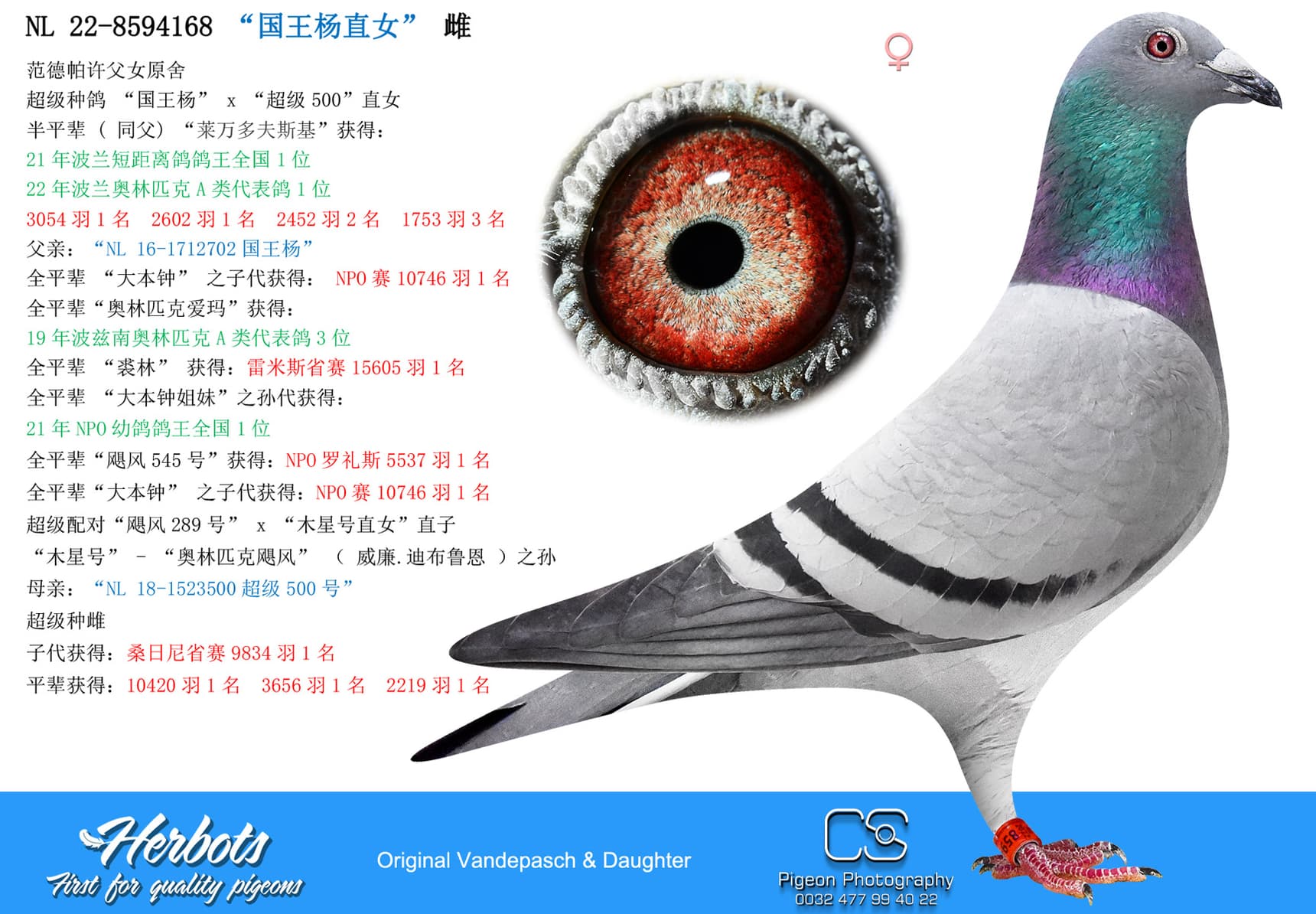 pigeon: undefined