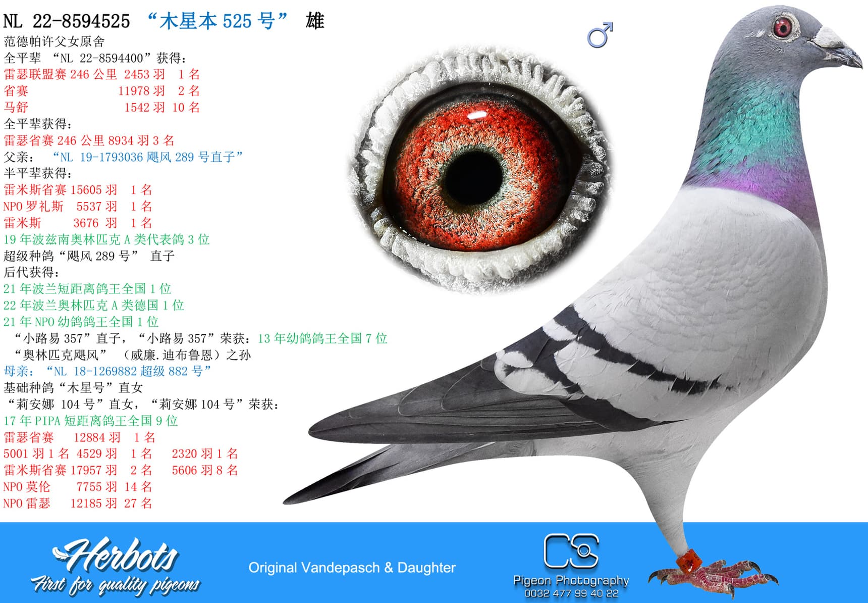 pigeon: undefined
