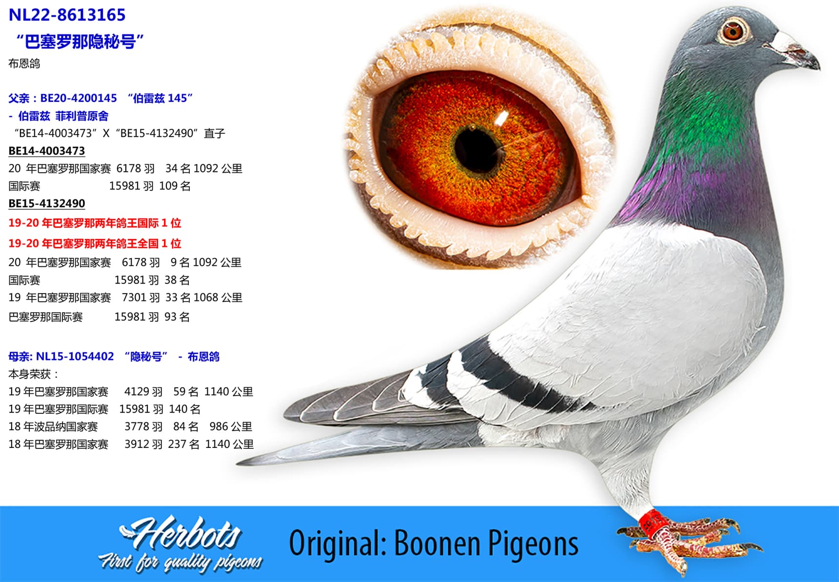 pigeon: undefined