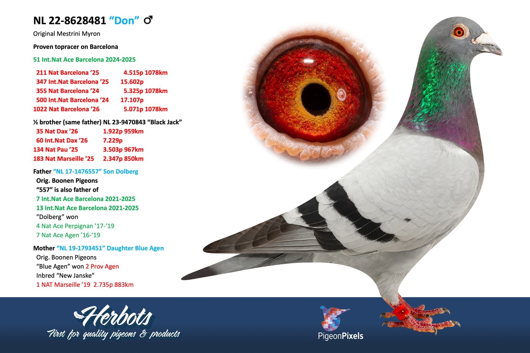 pigeon: undefined
